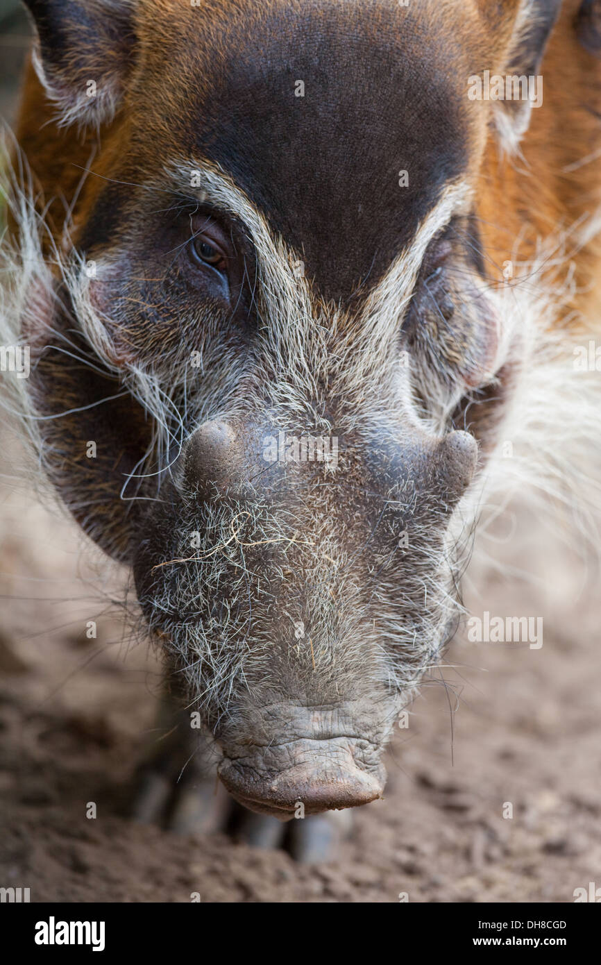 Red River Hog (Potamochoerus Porcus). Männlich oder Wildschwein. Verteilung; in West- und Zentralafrika, Regenwald, Sümpfe. Stockfoto