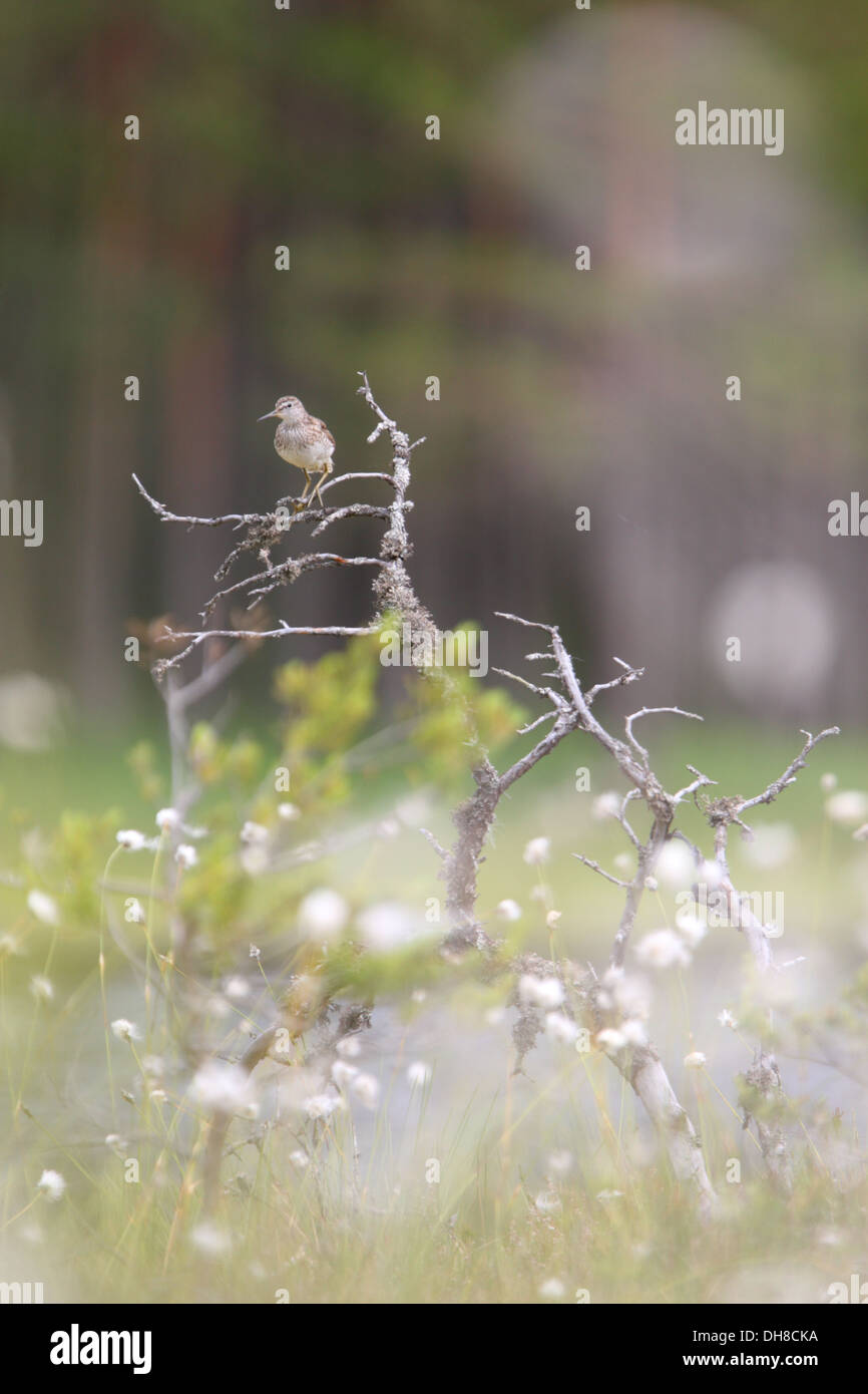 Bruchwasserläufer (Tringa Glareola) zwischen Hares-Tail Wollgras (Wollgras Vaginatum) in der Zucht Lebensraum Moor. Europa, Estland Stockfoto