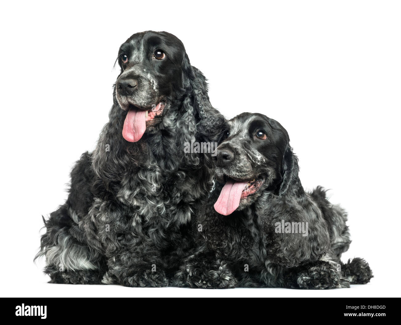 Zwei englische Cocker Spaniel keuchend neben einander vor weißem Hintergrund Stockfoto