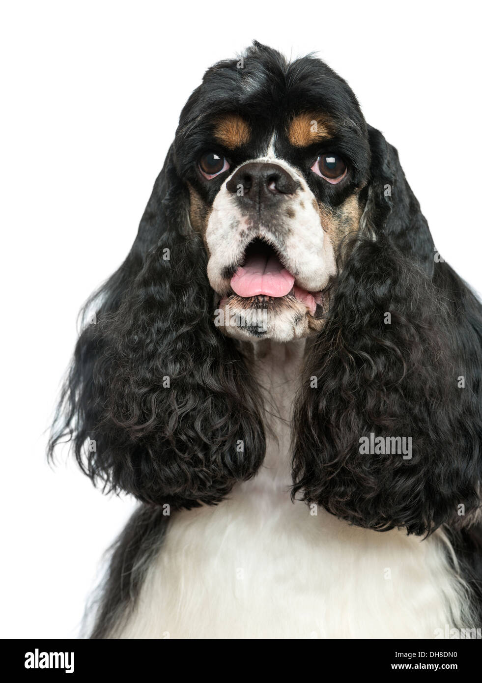 Nahaufnahme von einem American Cocker Spaniel keuchend vor weißem Hintergrund Stockfoto