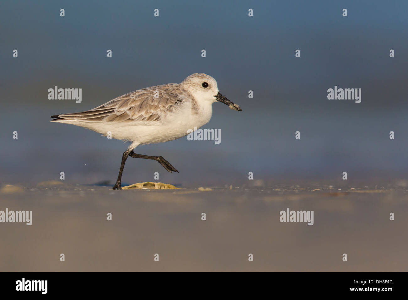 Sanderling (Calidris Alba) laufen auf dem Sand - Fort Desoto, Florida Stockfoto