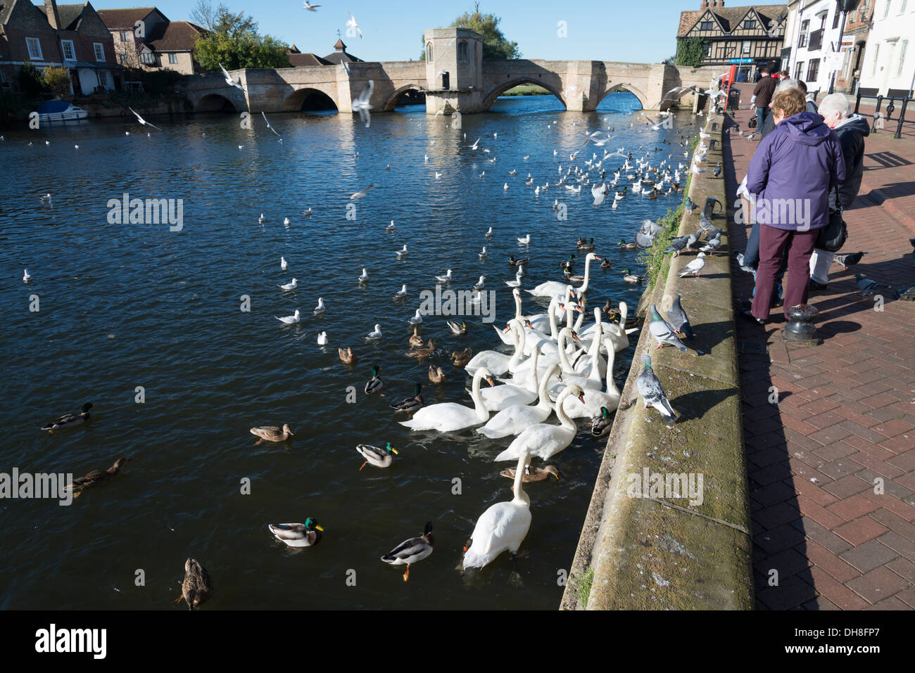 Frauen, die Fütterung von Schwänen auf den Fluss Great Ouse in St Ives Cambridgeshire UK Stockfoto