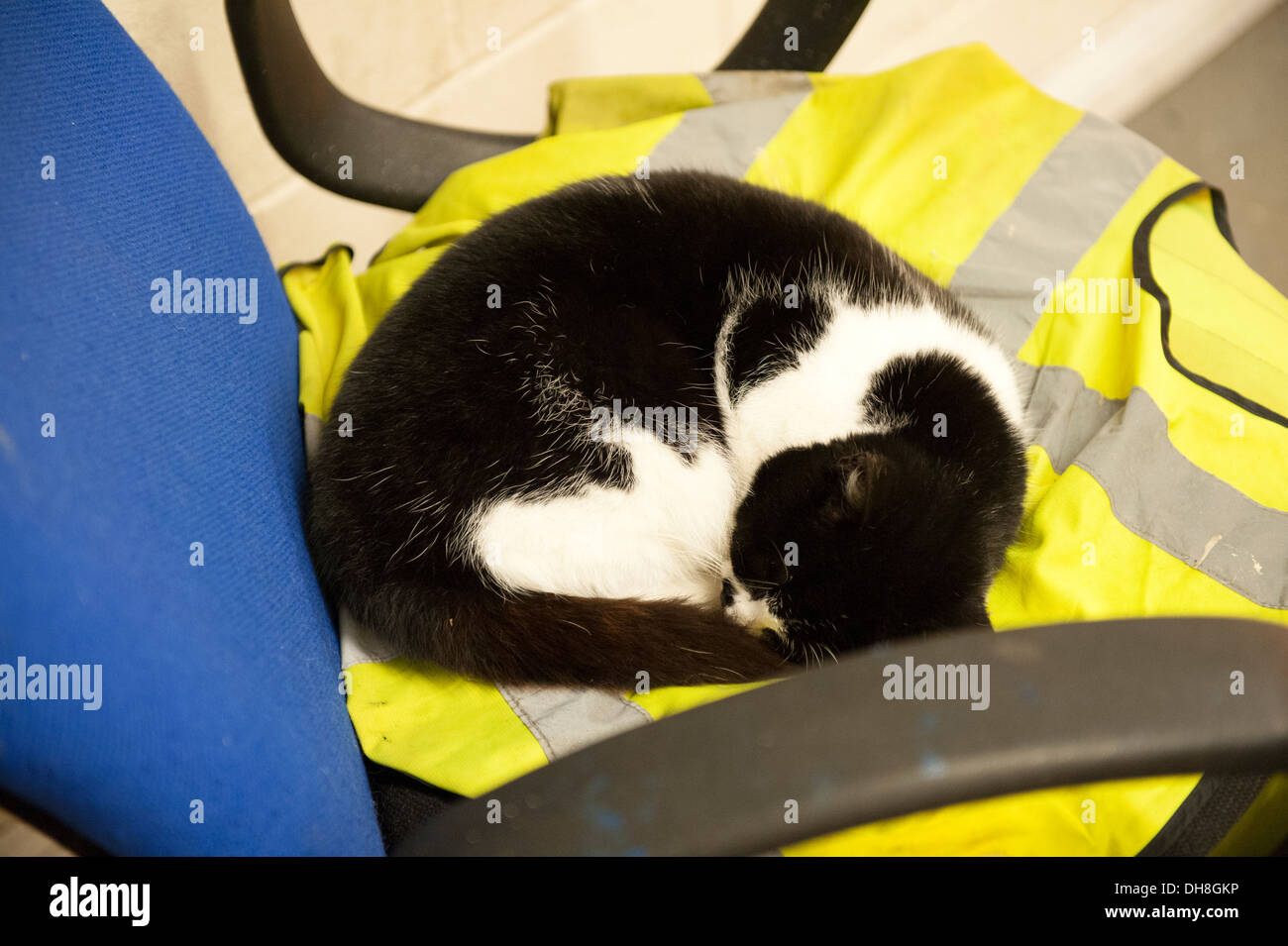 Nachtwächter Katze schlafend auf Dayglo Jacke Stockfoto