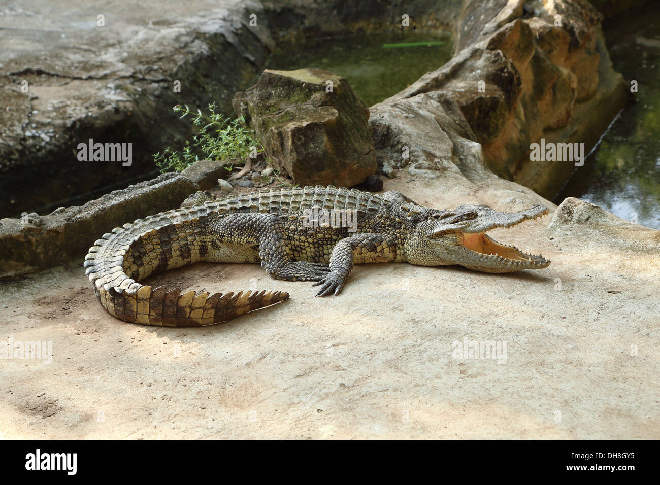 kleine Krokodil auf einem Bauernhof, Thailan Stockfoto