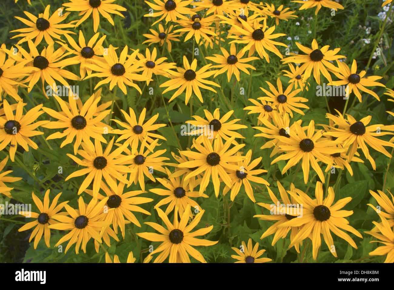 Daisy Black Eyed Susan mehrjährige blühende Pflanze in einem Garten. Stockfoto