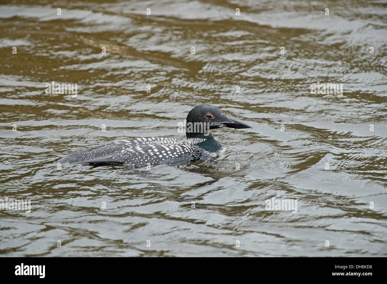 Großen Northern Diver (Gavia Immer) im Sommer Gefieder am Longrock Pool Marazion Marsh, Bob Sharples/Alamy Stockfoto
