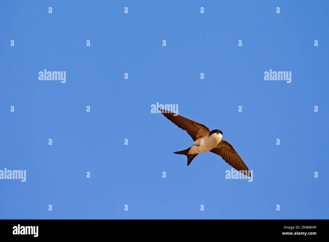 Gemeinsamen Mehlschwalbe (Delichon Urbicum) im Flug gegen blauen Himmel Stockfoto