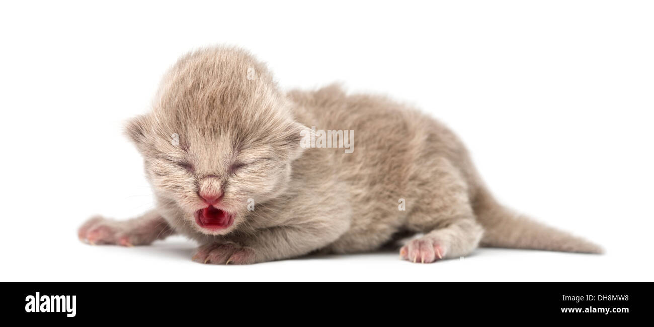 Highland Fold Kätzchen, 1 Woche alt, vor weißem Hintergrund Stockfoto