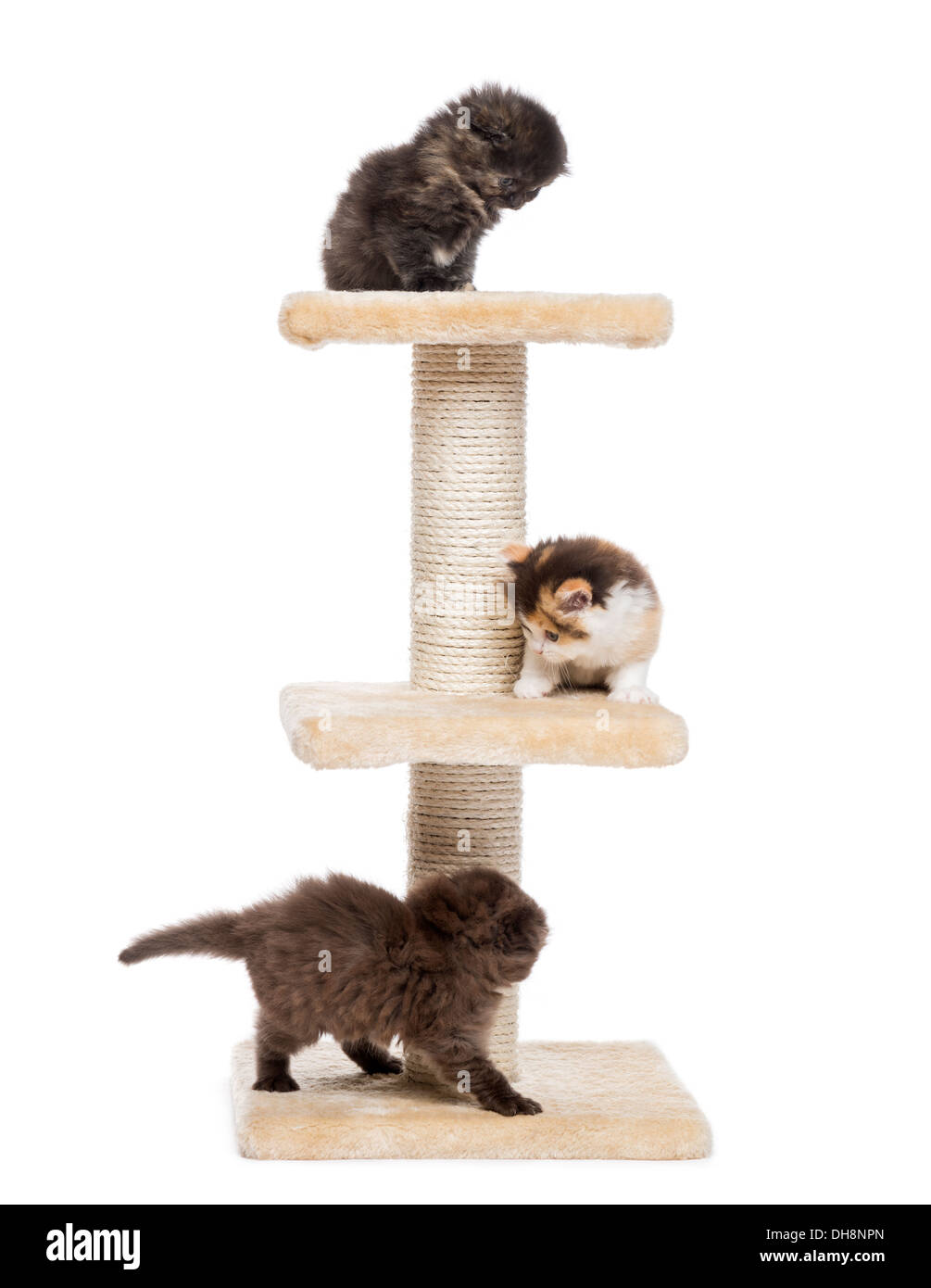 Highland Fold oder geraden Kätzchen spielen auf einem Kratzbaum vor weißem Hintergrund Stockfoto