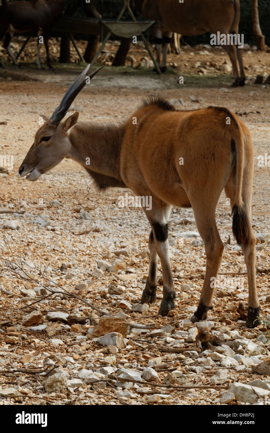 Gemeinsame Eland, Tauro oryx Stockfoto