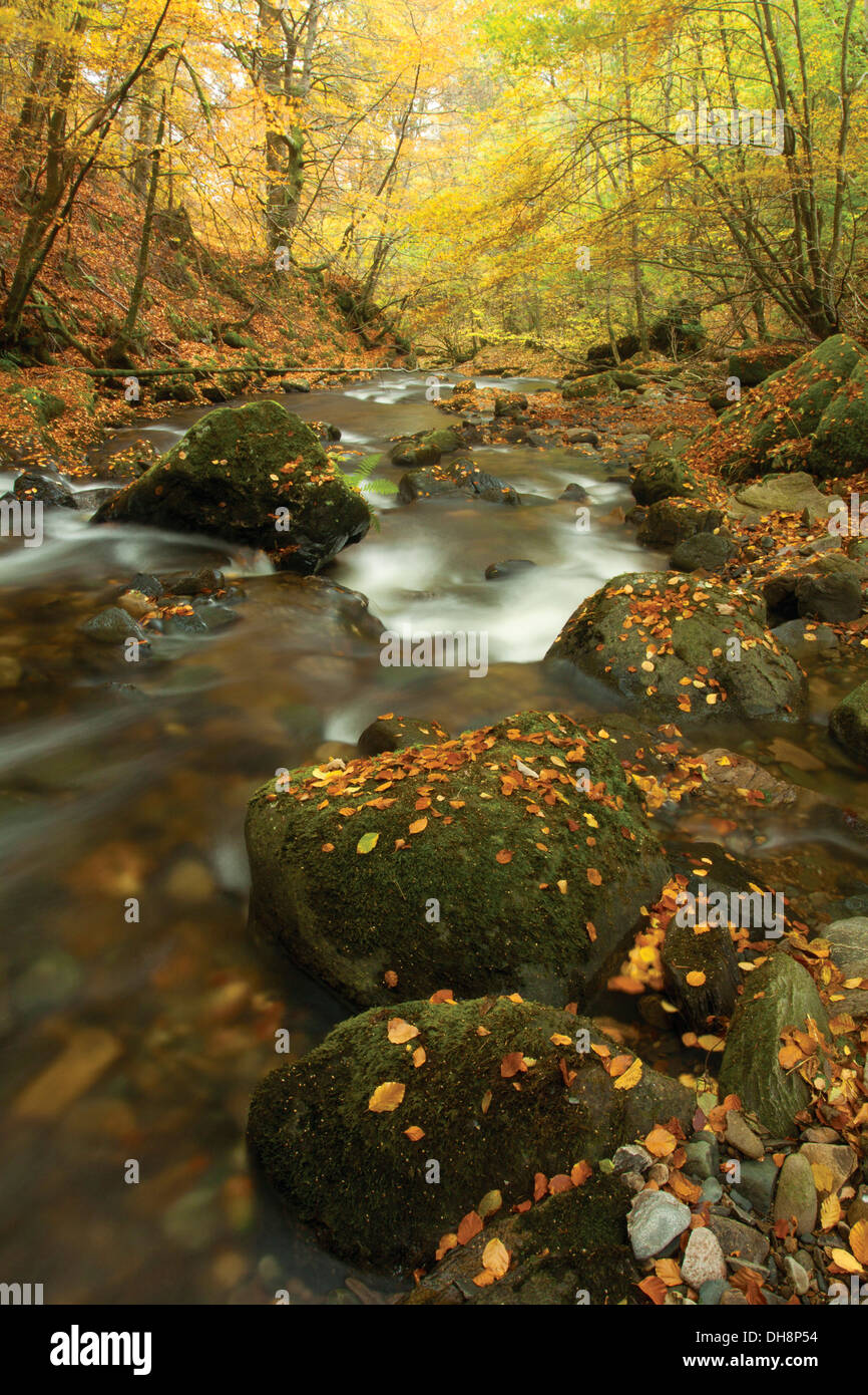 Birks Aberfeldy und Moness brennen im Herbst, Aberfeldy, Perthshire Stockfoto