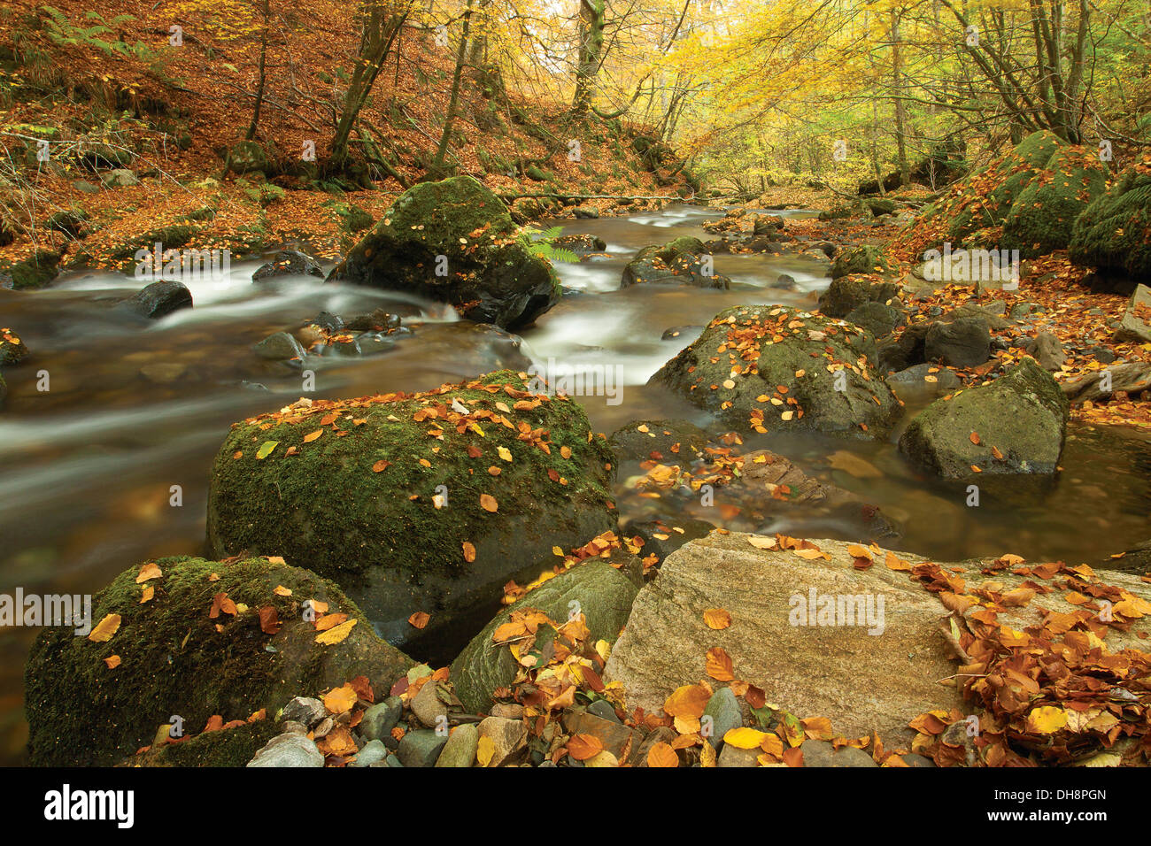 Birks Aberfeldy und Moness brennen im Herbst, Aberfeldy, Perthshire Stockfoto