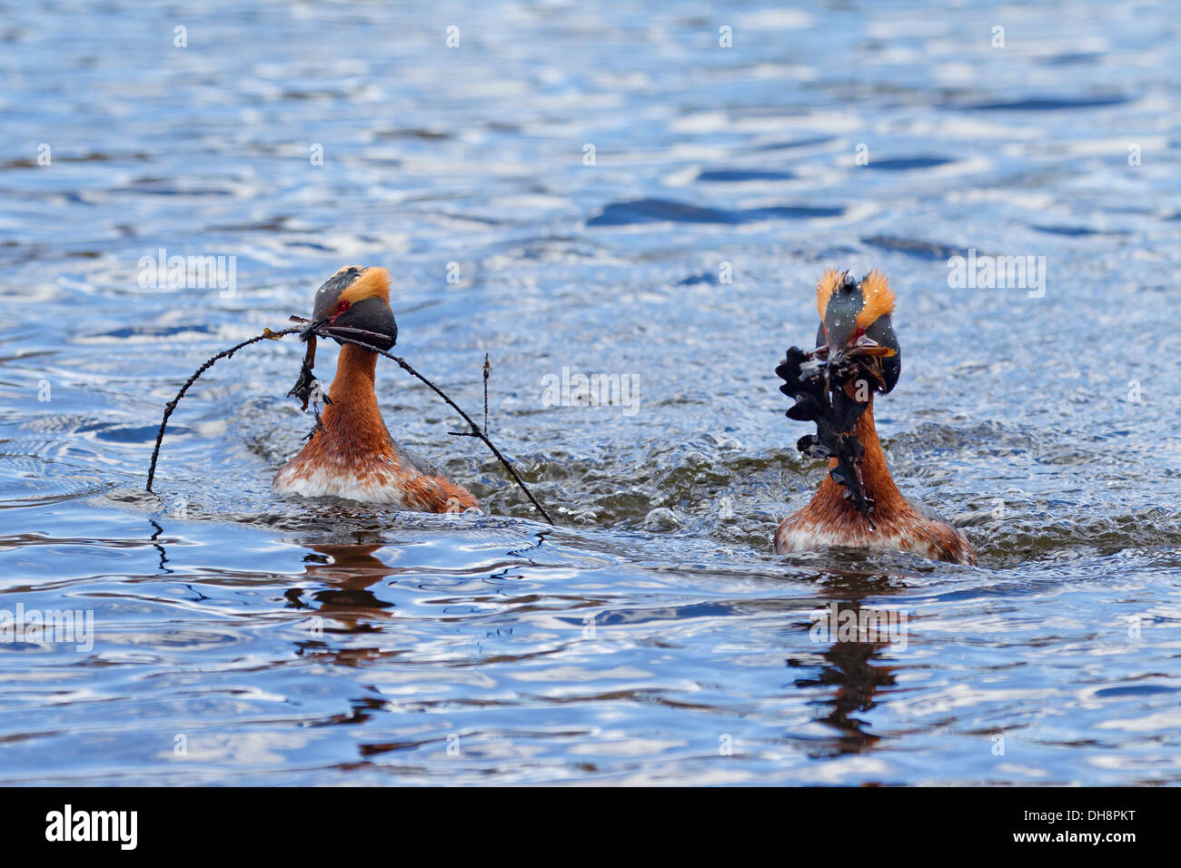 Ohrentaucher (Podiceps Auritus) paar in der Zucht Gefieder anzeigen in See im Frühjahr bringt Vegetation im Schnabel Stockfoto