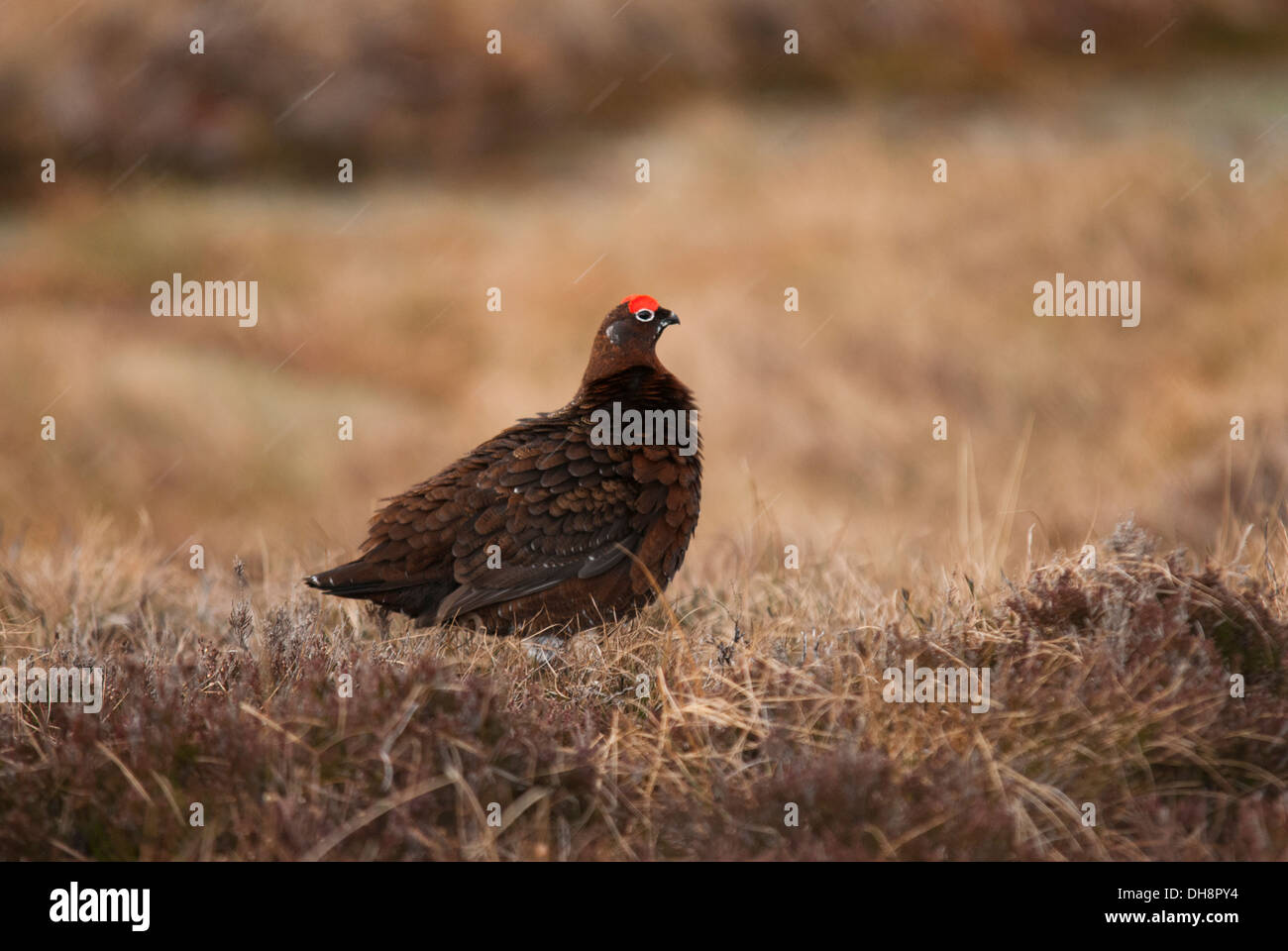 Moorschneehühner saß auf Heidekraut Bank. Stockfoto