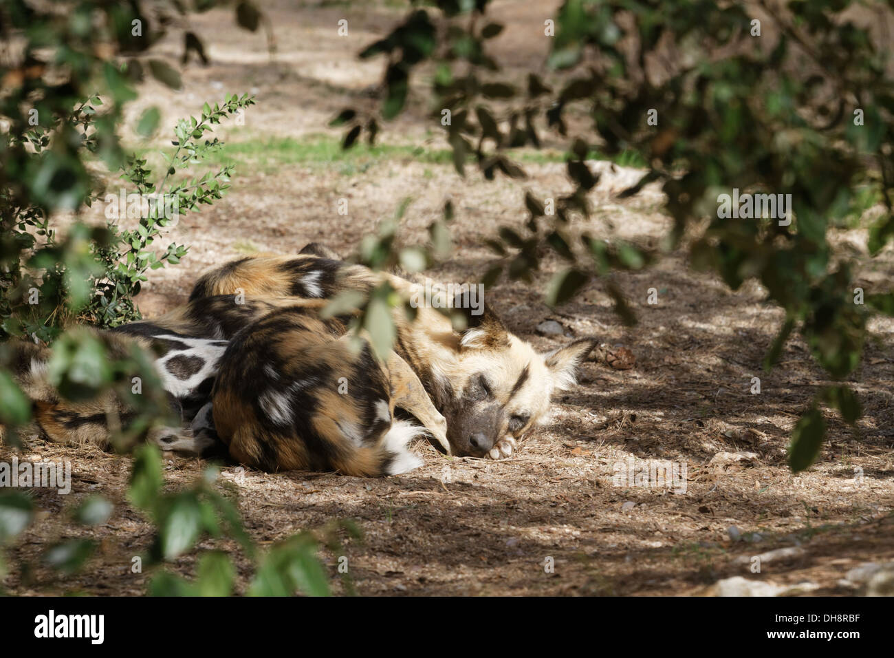 LYKAON Pictus, afrikanische Jagdhund, Zoo Montpellier Stockfoto