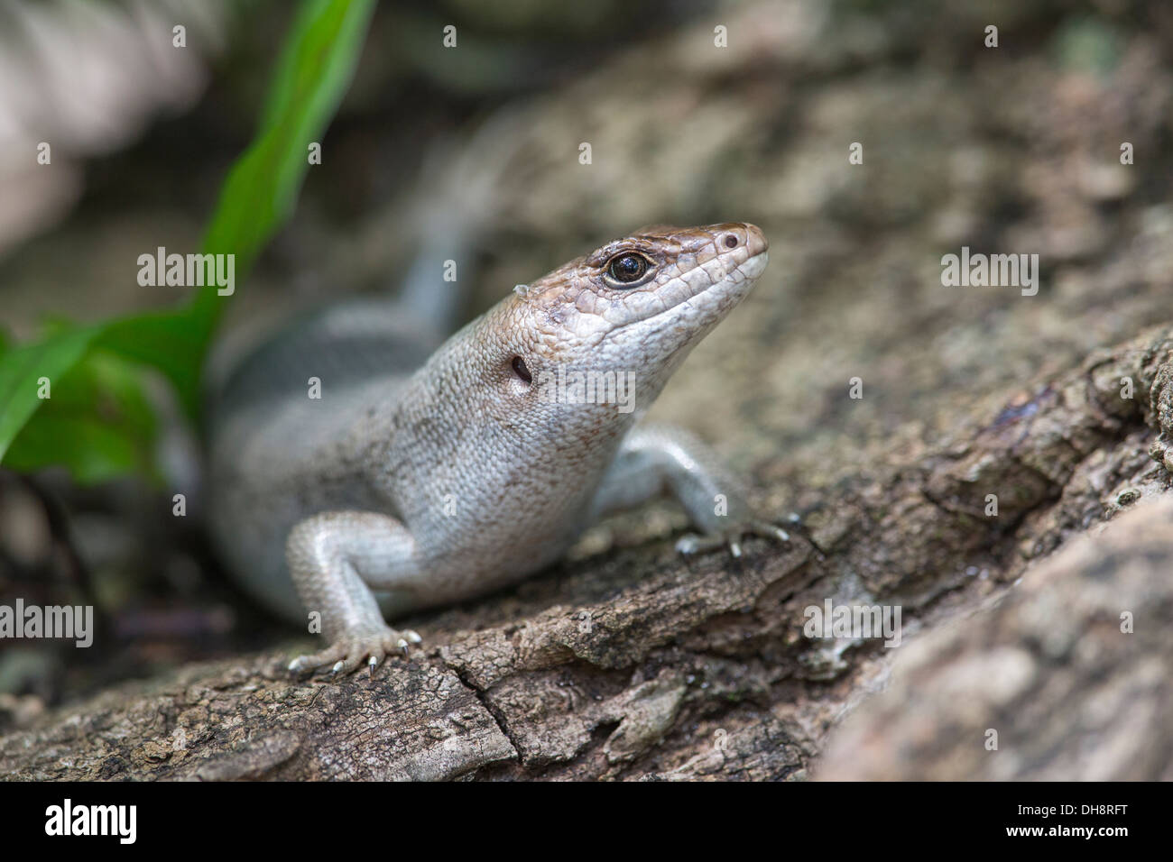 Mauritische Telfair / Runde Insel Skink (Leiolopisma Telfairii) im Unterholz.   Endemisch, Ile Aux Aigrettes, Mauritius Stockfoto