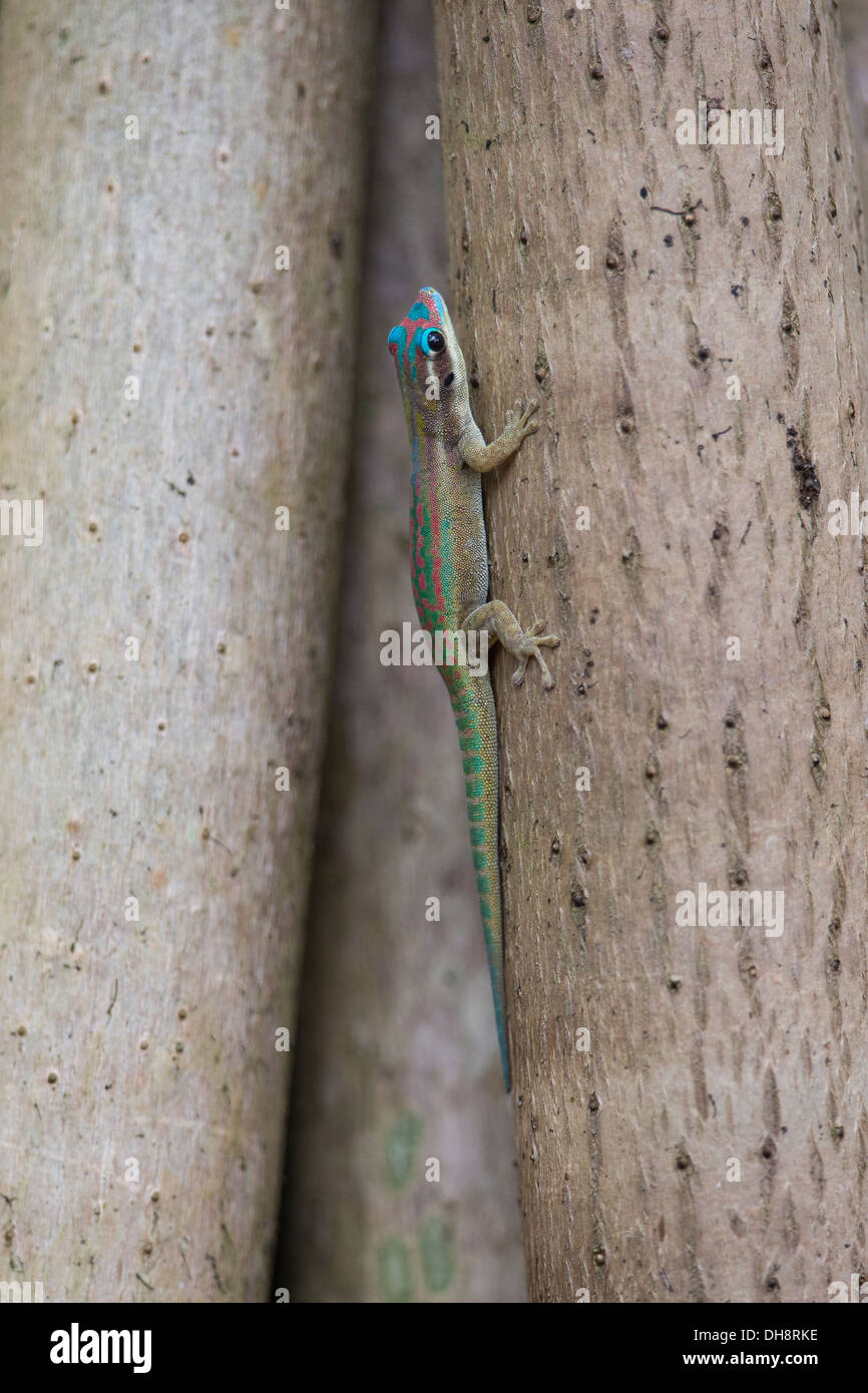 Mauritius / Mauritius verzierten Taggecko (Phelsuma Ornata) / Vinson Gecko SA in Sonne am Baumstamm. Endemisch in Mauritius Stockfoto
