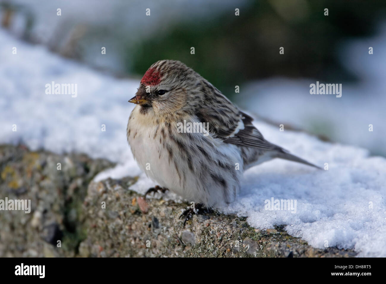 Gemeinsame Redpoll (Zuchtjahr Flammea) Stockfoto