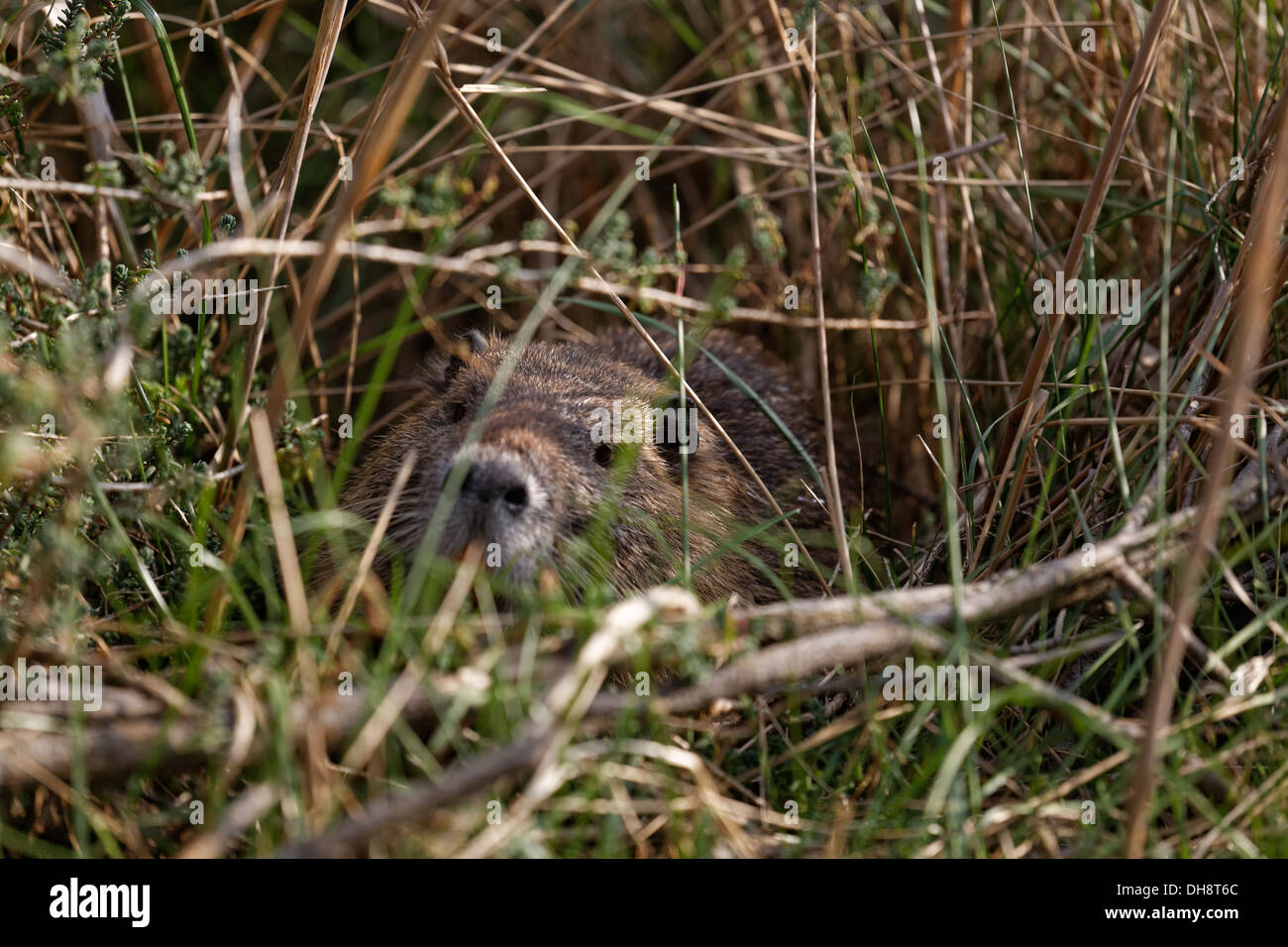 Nutria Biber brummeln Gras, Nahaufnahme Stockfoto
