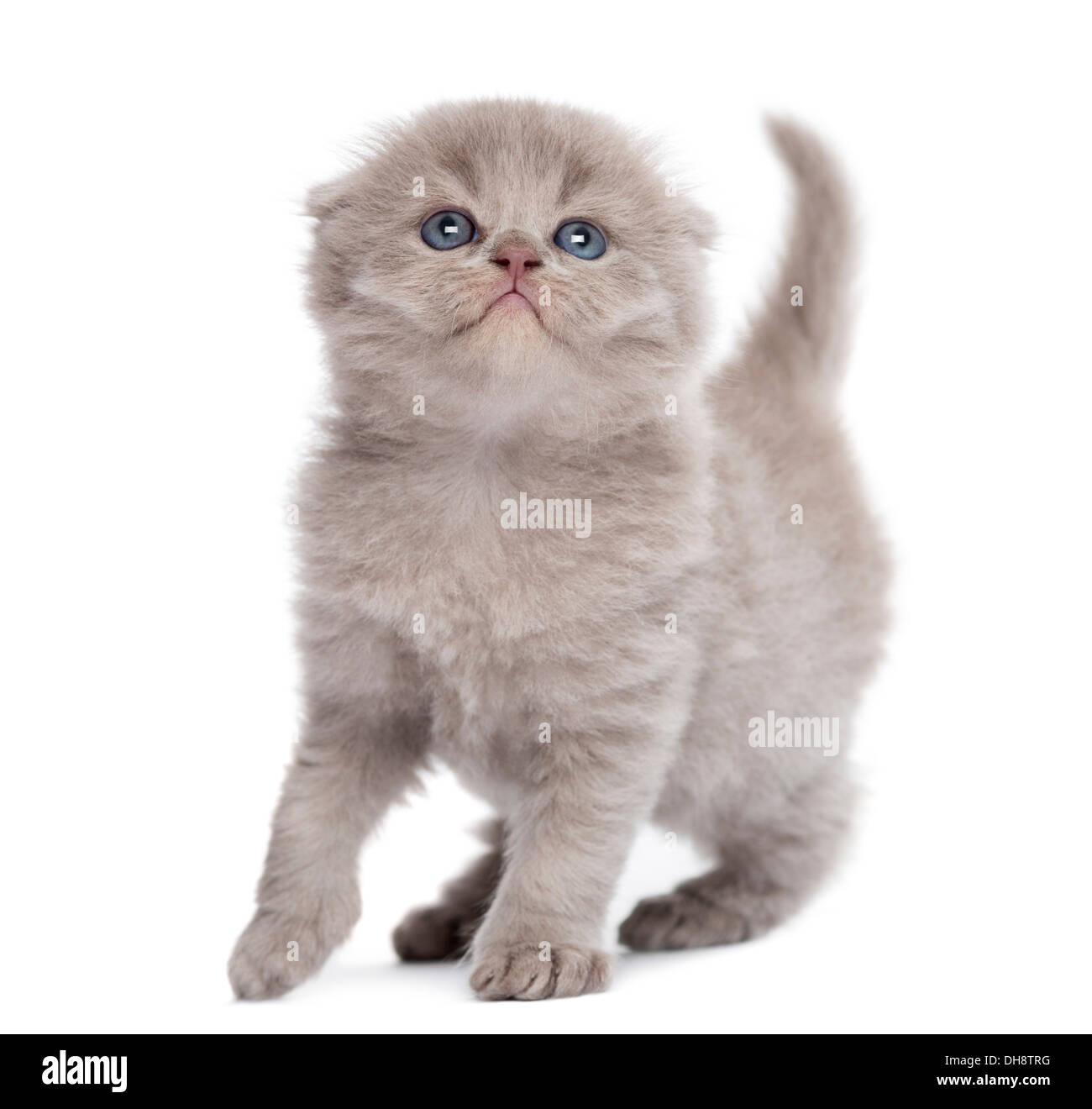 Highland fold Kätzchen vor weißem Hintergrund Stockfoto