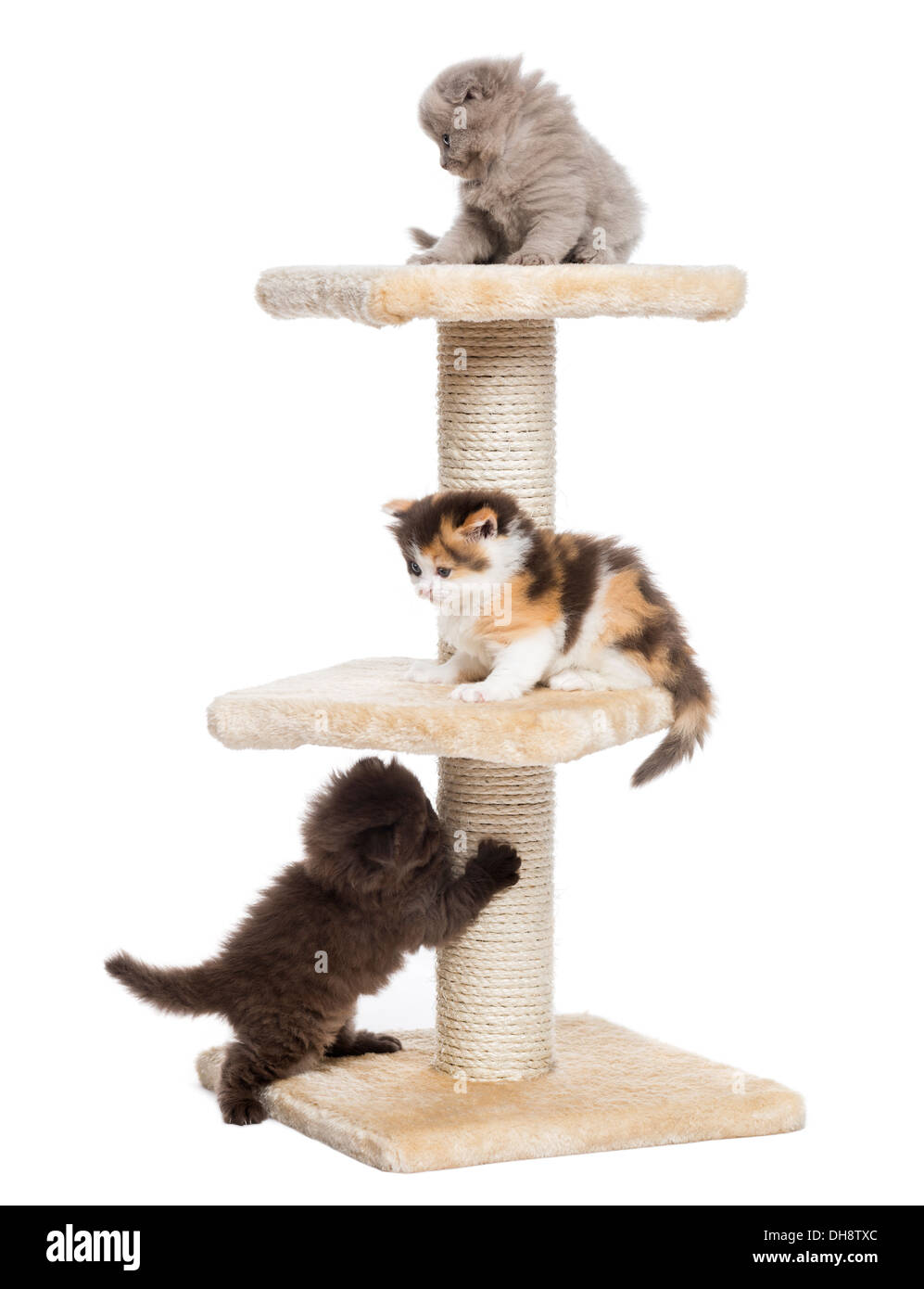 Highland Fold oder geraden Kätzchen spielen auf einem Kratzbaum vor weißem Hintergrund Stockfoto
