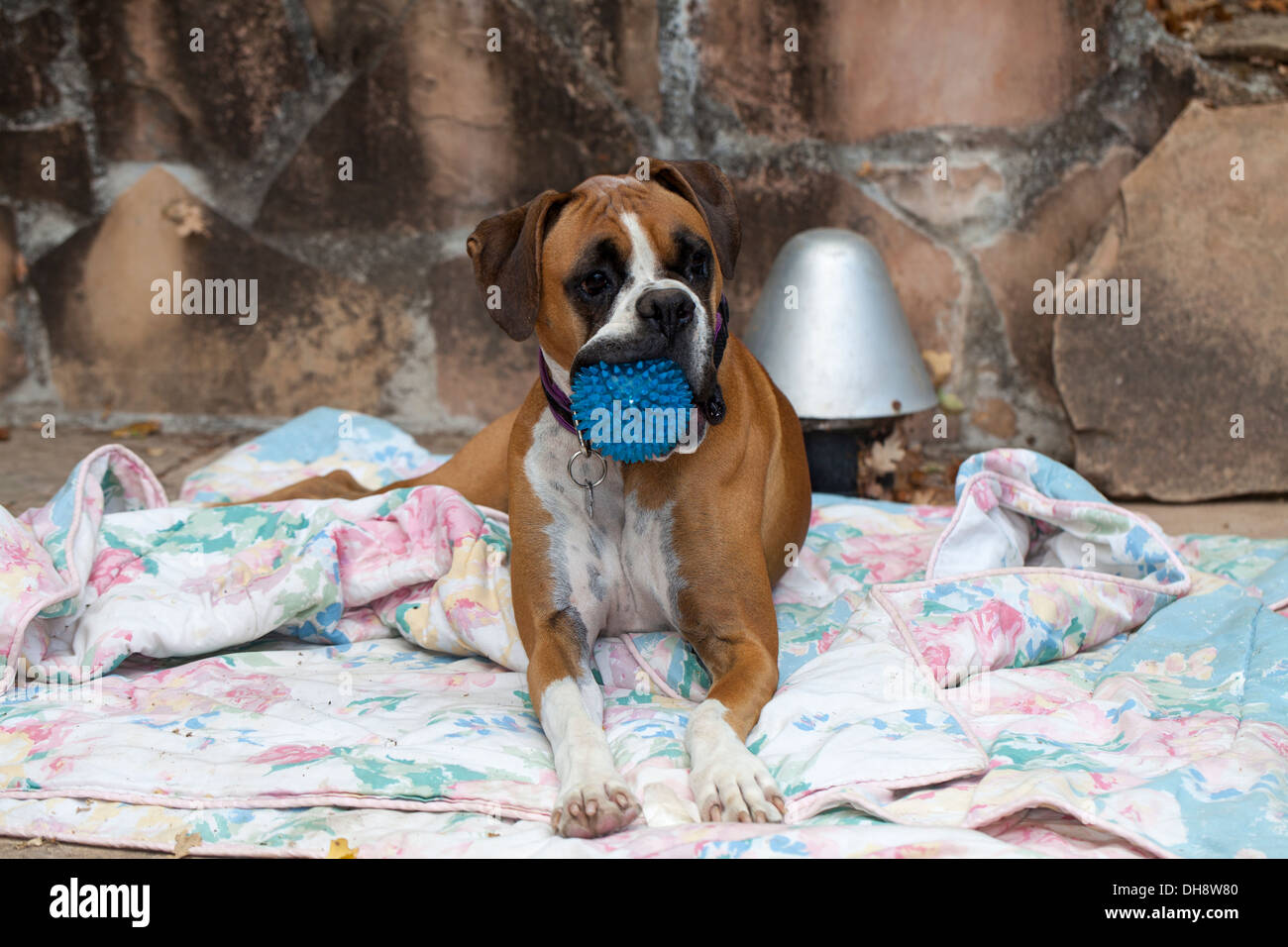 Boxer Hund mit einem blauen Ball, Novato, Marin County, Kalifornien, USA. Stockfoto