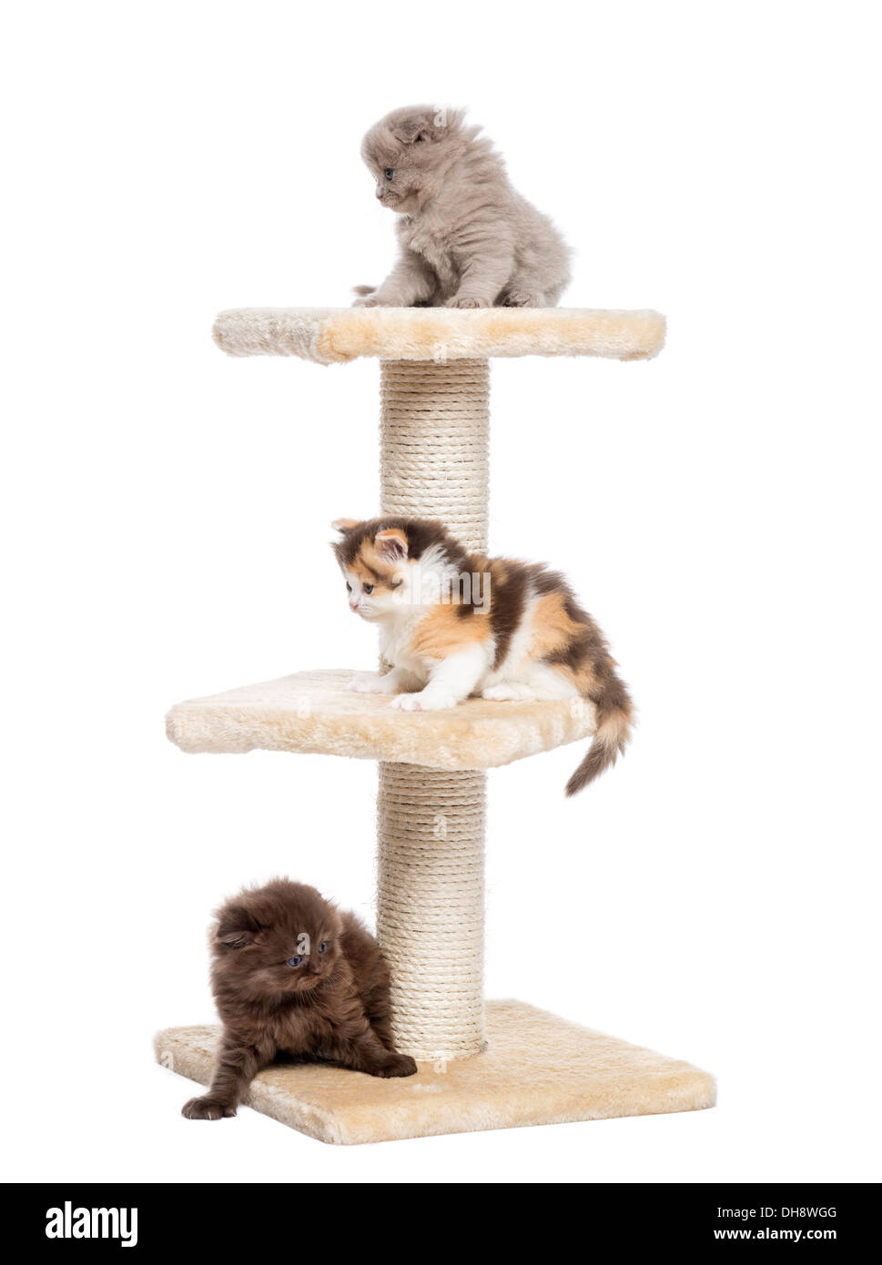 Highland Fold oder geraden Kätzchen spielen auf einem Kratzbaum vor weißem Hintergrund Stockfoto