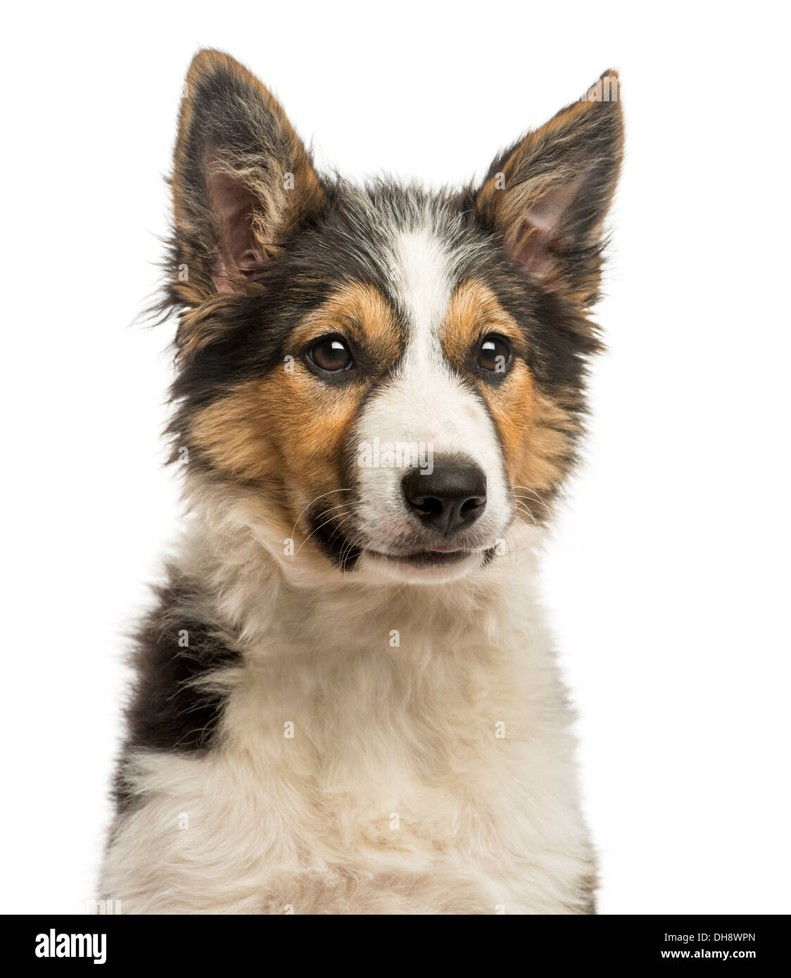 Nahaufnahme von einem Border Collie vor weißem Hintergrund Stockfoto