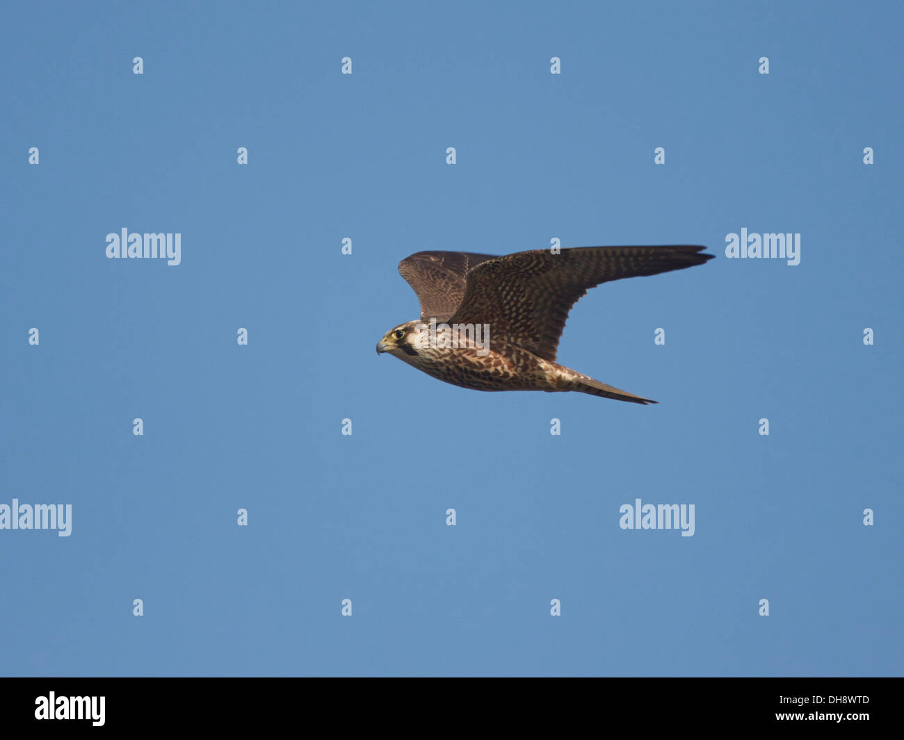 Falke Im Flug Stockfotos und -bilder Kaufen - Alamy