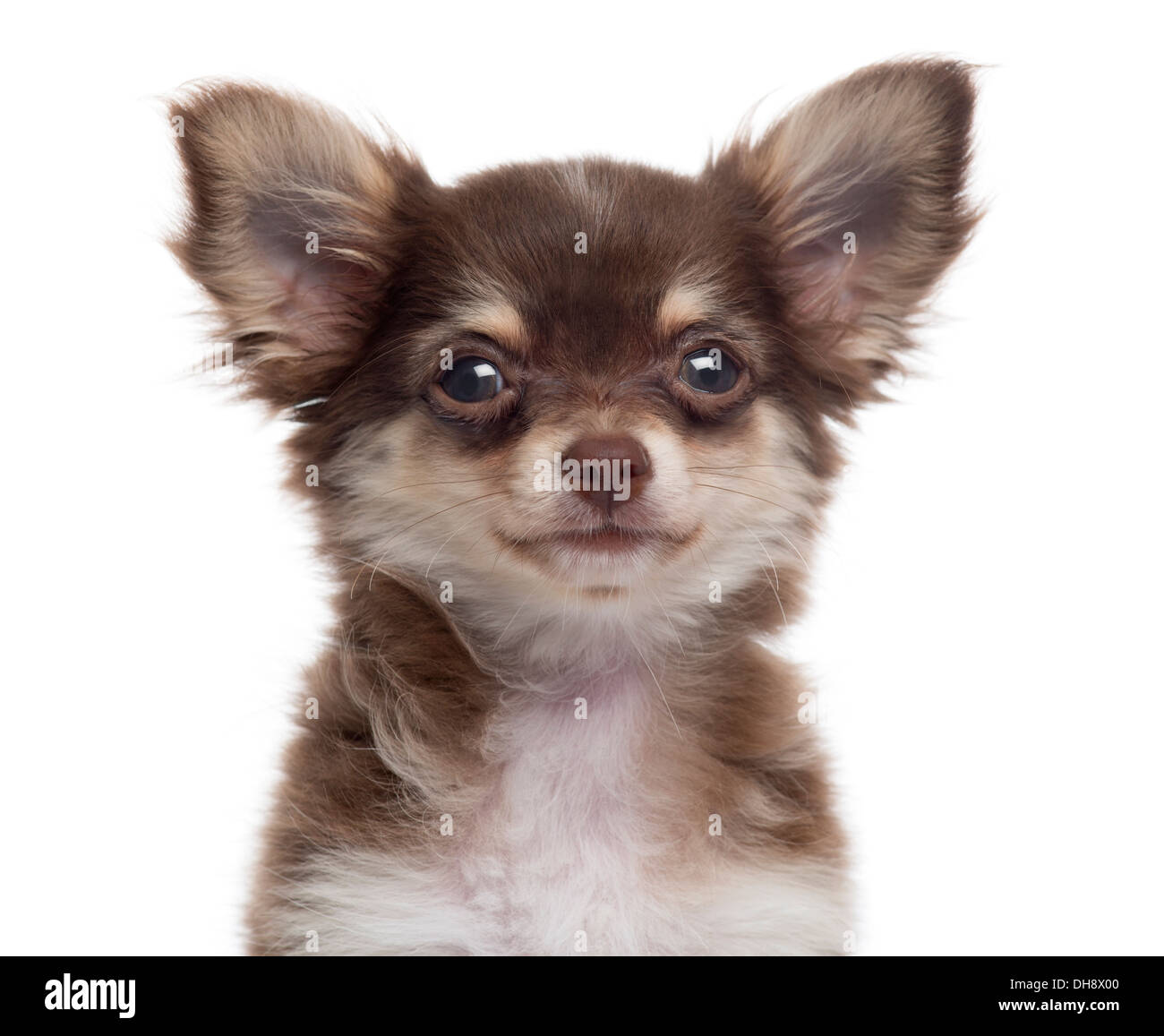 Nahaufnahme eines Chihuahua Welpen schaut in die Kamera, vor weißem Hintergrund Stockfoto