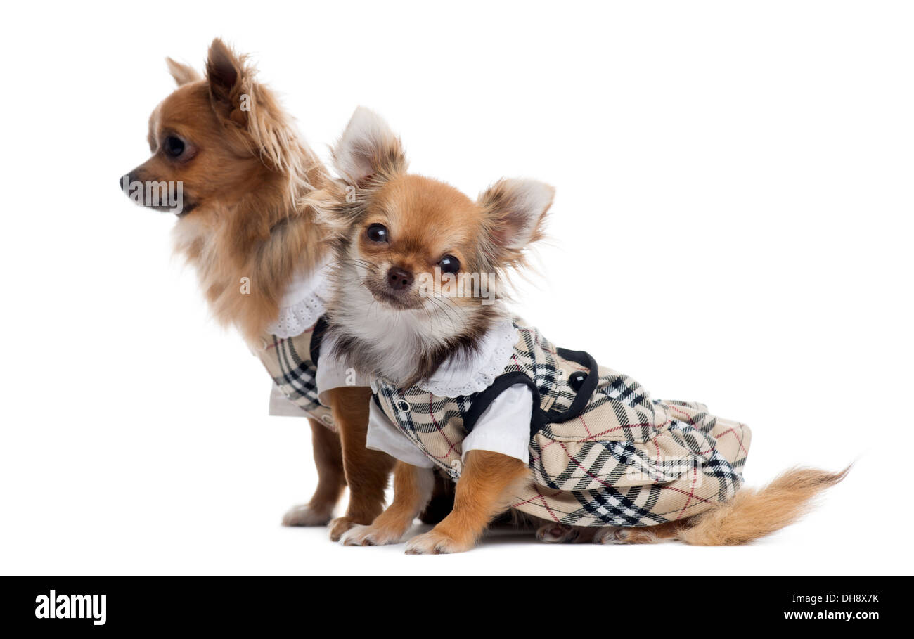 Zwei verkleidete Chihuahuas nebeneinander vor weißem Hintergrund Stockfoto