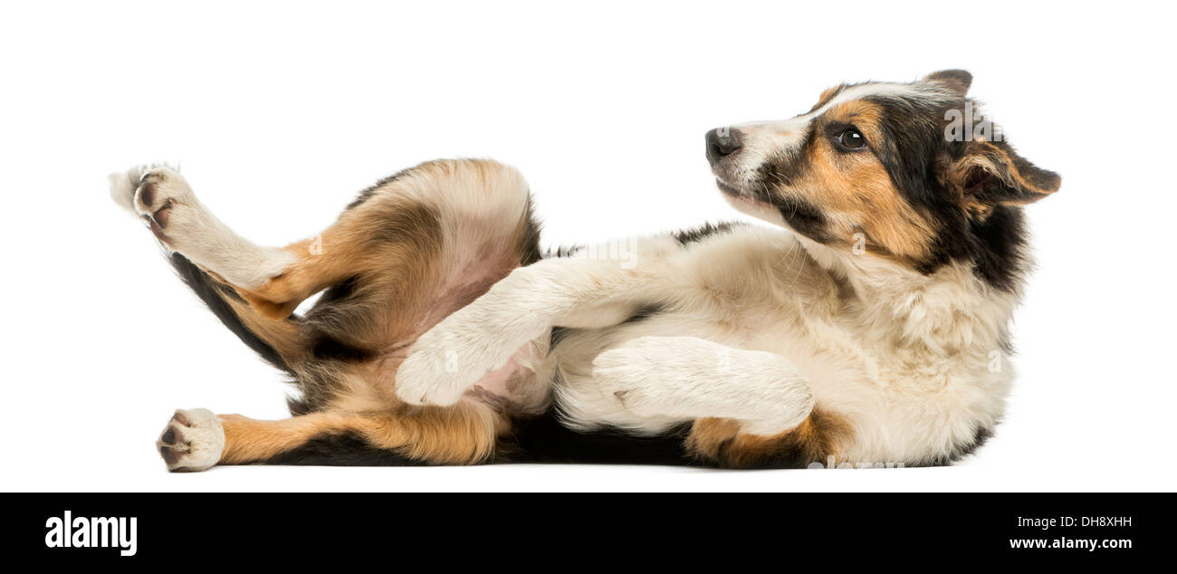 Seitenansicht des ein Border-Collie, liegend auf dem Rücken vor weißem Hintergrund Stockfoto