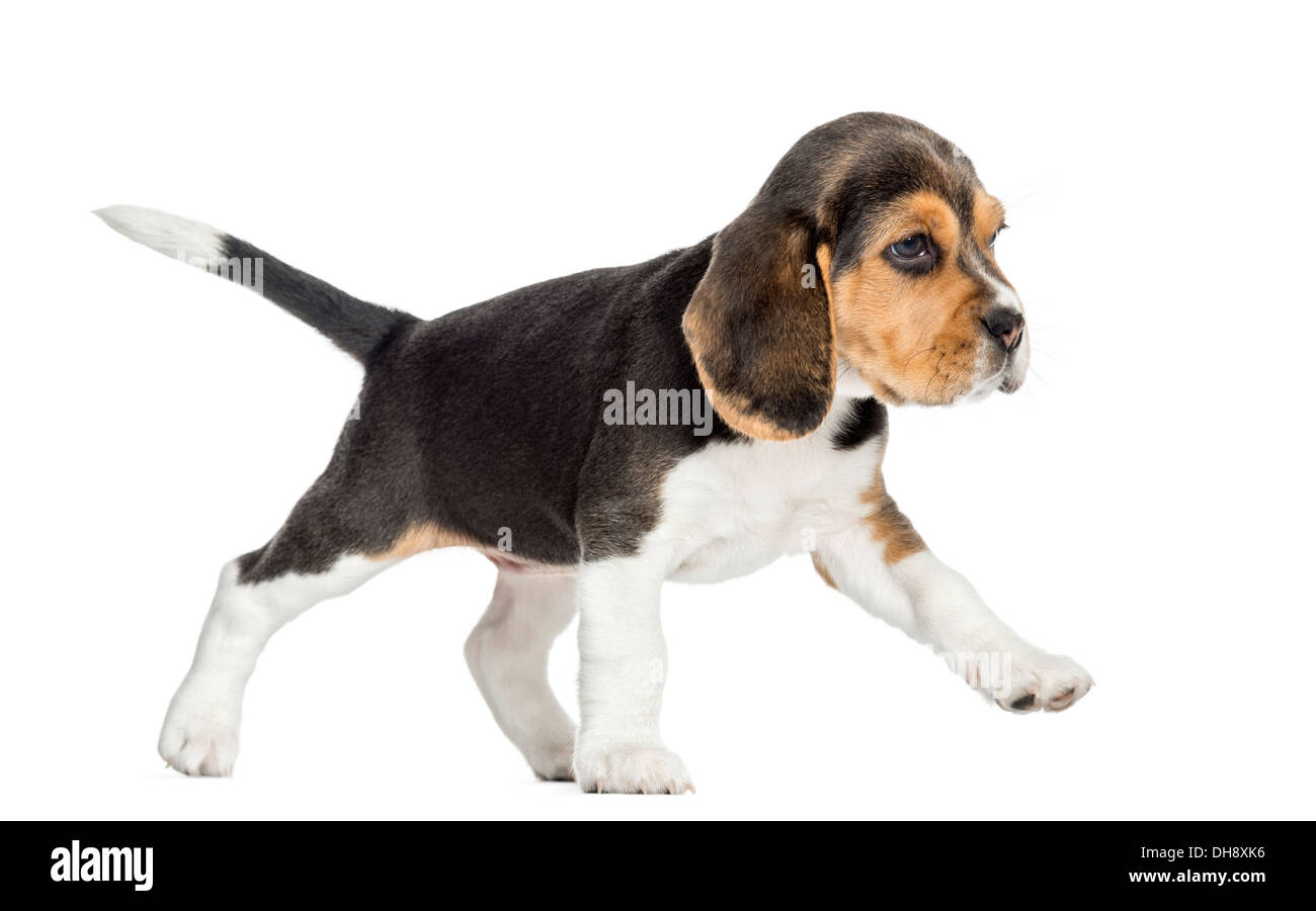 Seitenansicht eines Beagle Welpen zu Fuß vor weißem Hintergrund Stockfoto