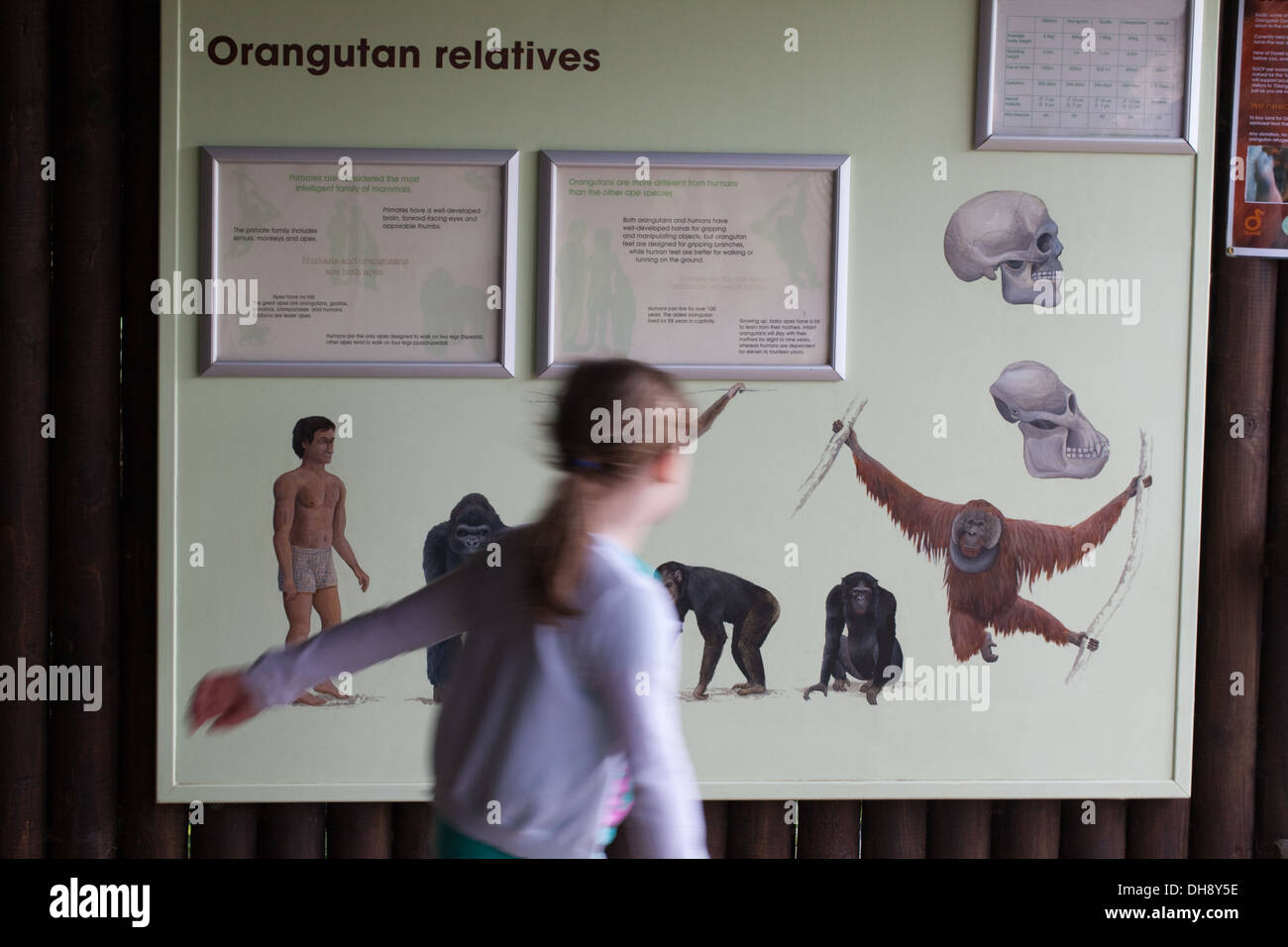 Bildungs- und erläuternde Grafik; Thema Primaten. Durrell Wildlife Conservation Trust, Jersey, Kanalinseln, Großbritannien. Stockfoto