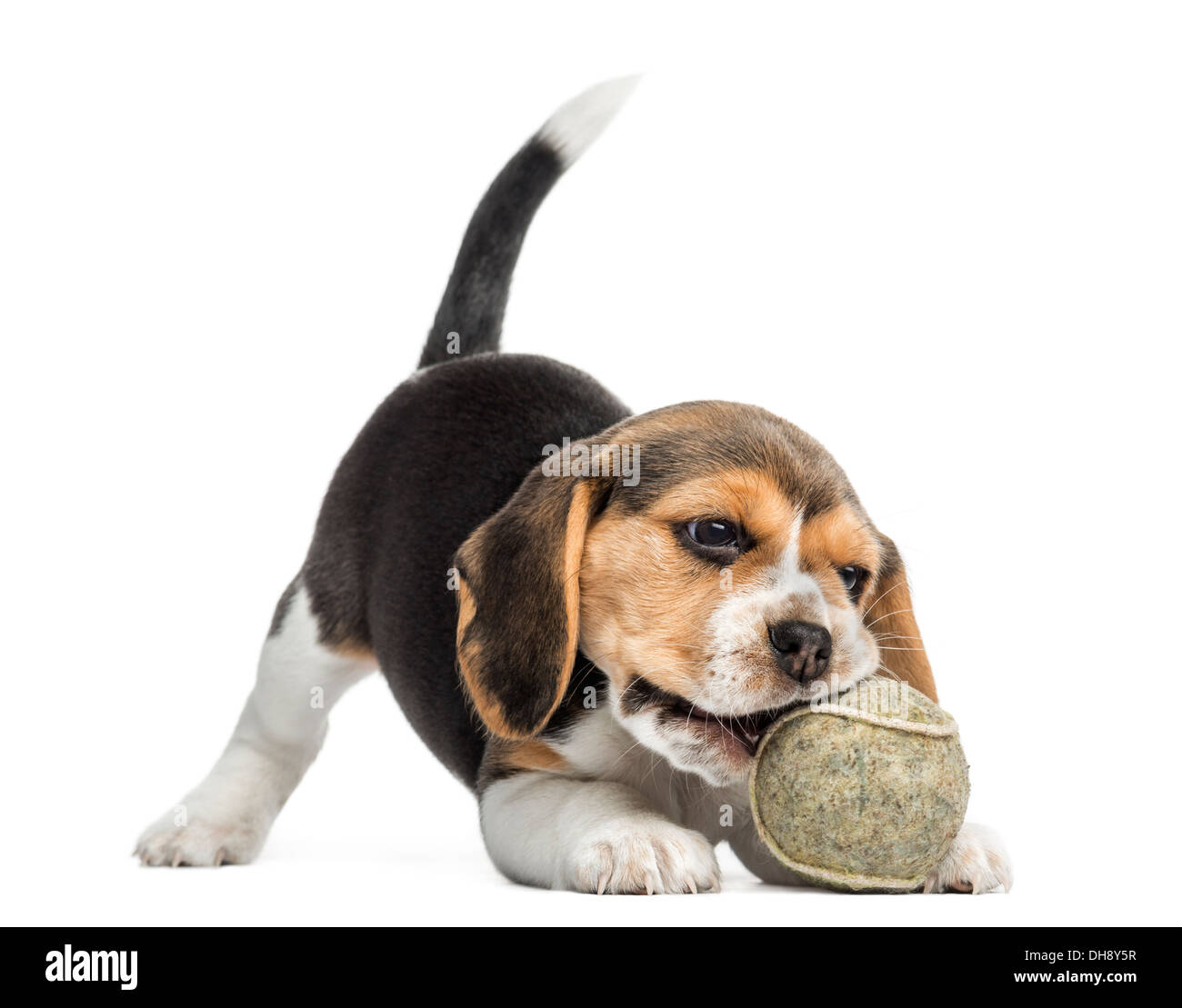 Vorderansicht eines Beagle Welpen beißen einen Tennisball auf weißen Hintergrund Stockfoto