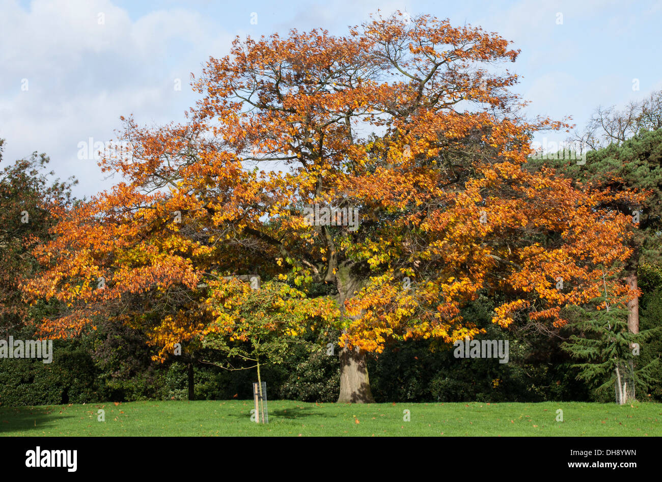 Alte Eiche mit Herbst Blätter in Springfield Park in London. Stockfoto