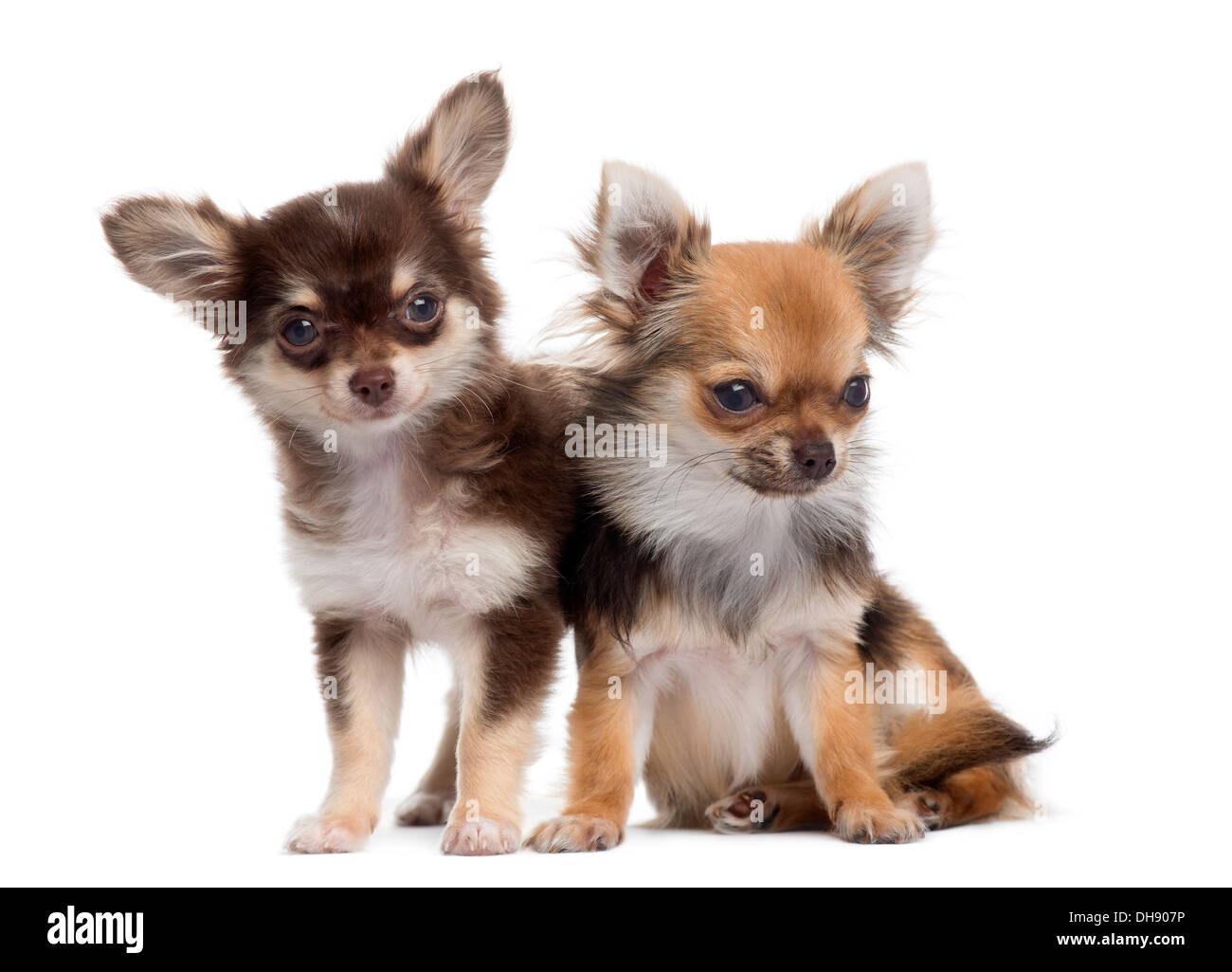 Zwei Chihuahuas nebeneinander vor weißem Hintergrund Stockfoto