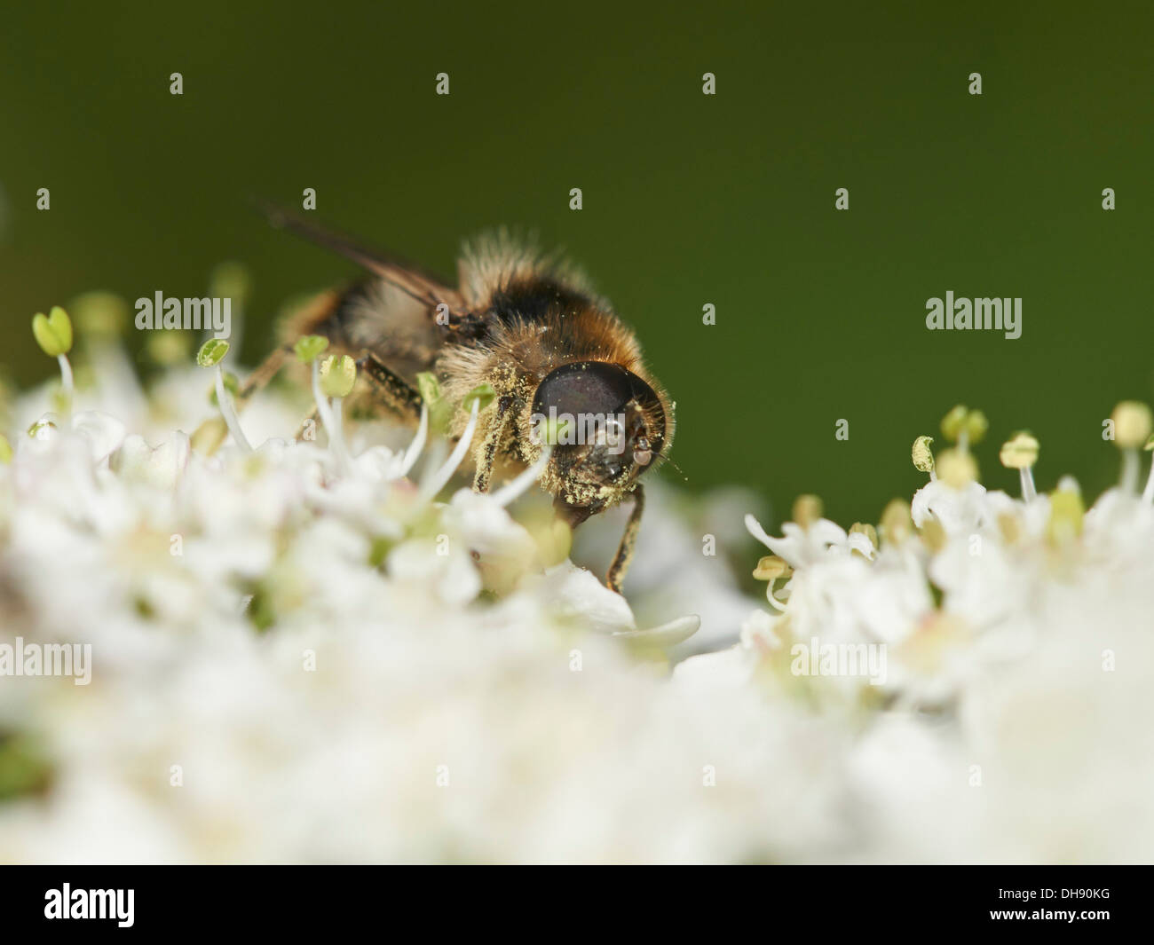 Hoverfly Cheilosia Illustrata ernähren sich von Nektar von Blütenpflanzen. Stockfoto