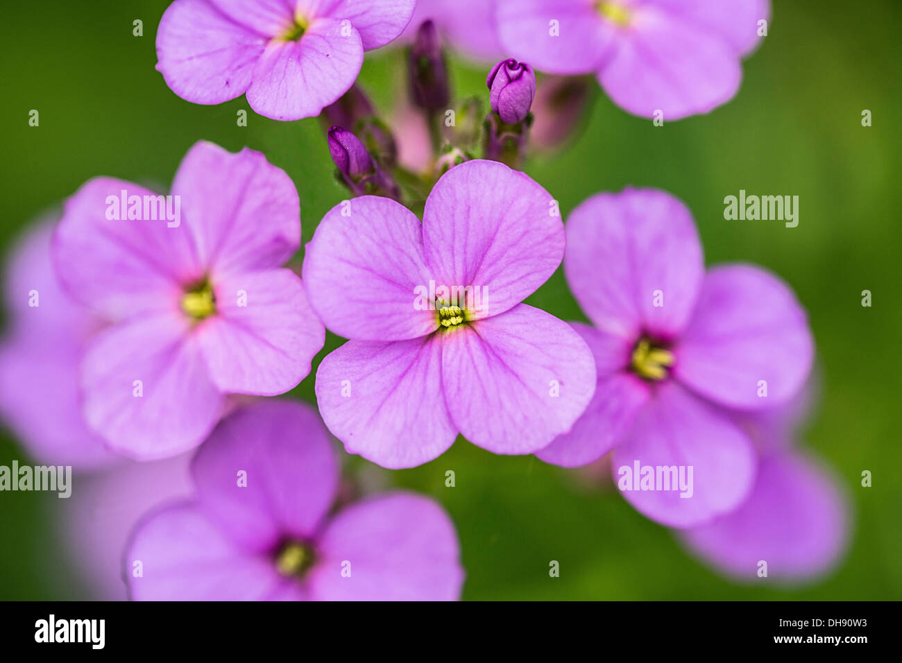 Süße Rakete, Hesperis Matronalis. Nahaufnahme der Blütenstand von vier Blütenblättern blass lila Blüten. Stockfoto