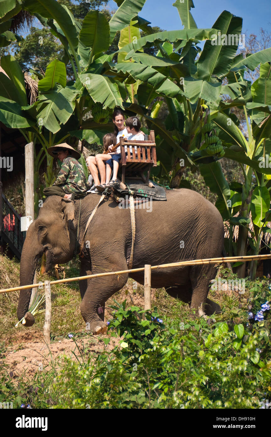 Vertikale Nahaufnahme von westlichen Touristen auf ein Elefanten-Trekking in Laos. Stockfoto