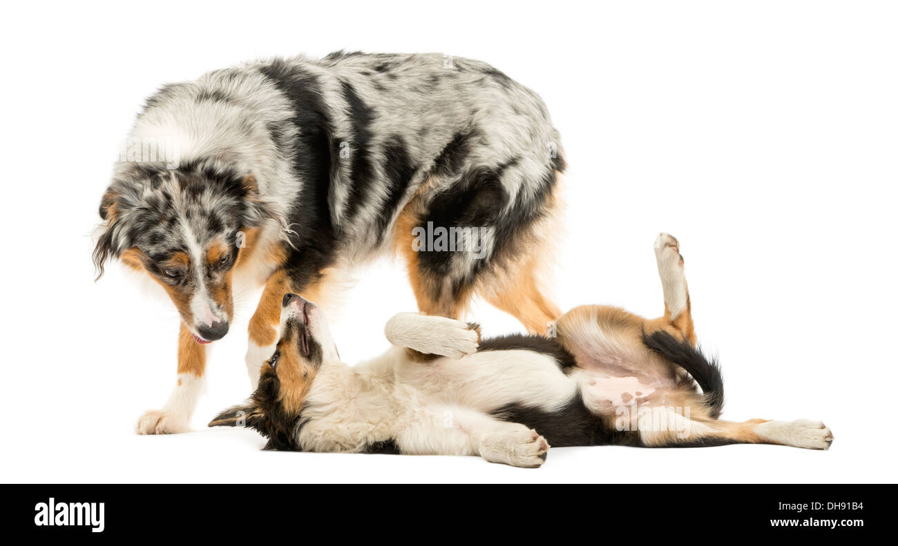 Border Collie und Australian Shepherd vor weißem Hintergrund zusammen zu spielen Stockfoto