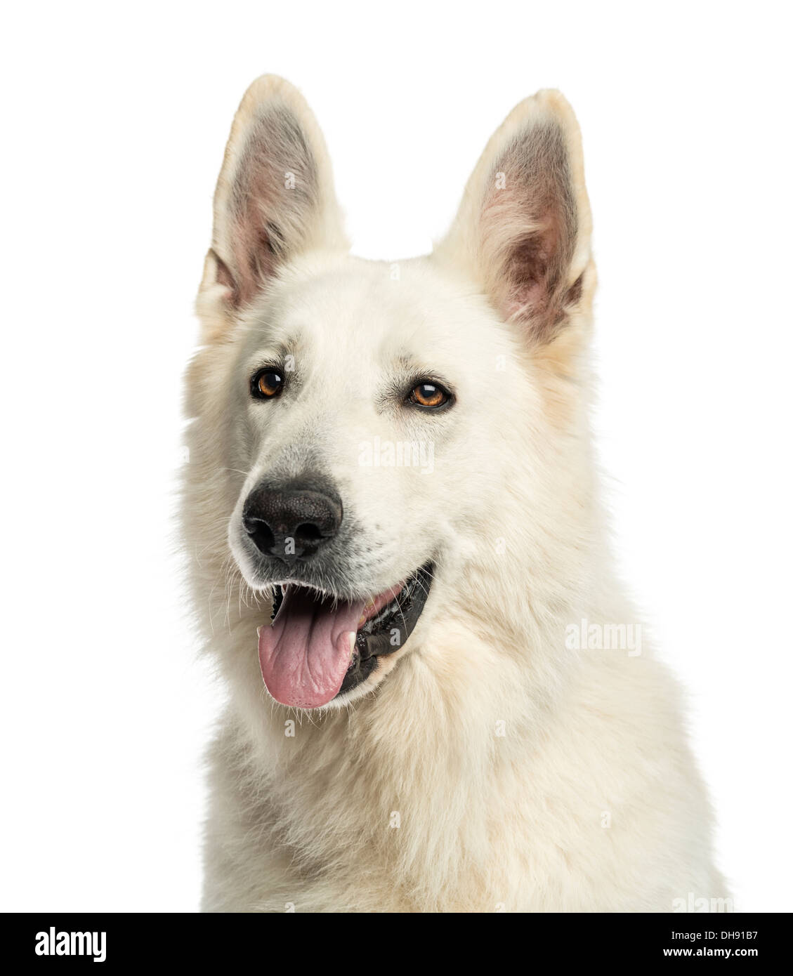 Nahaufnahme von einem weißen Schweizer Schäferhund keuchend vor weißem Hintergrund Stockfoto