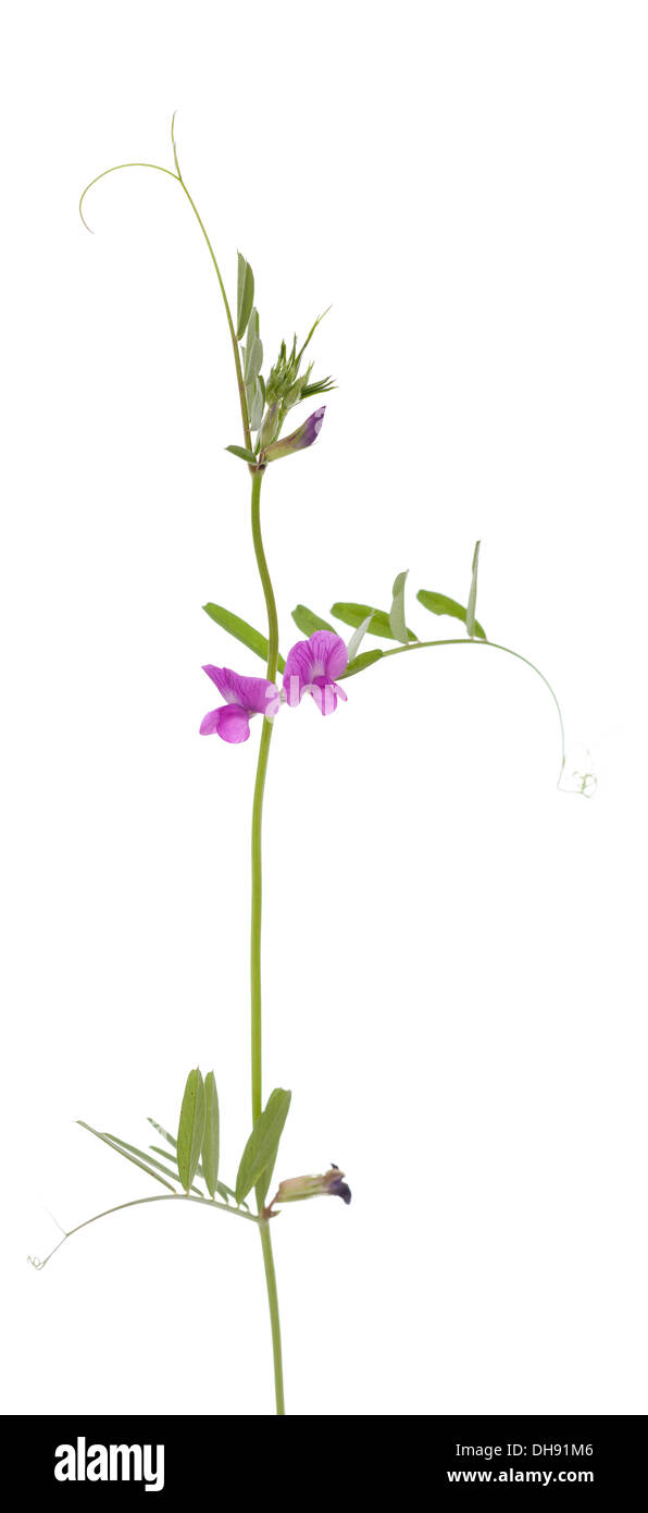 lila wilde Erbse (Lathyrus Hirsutus) auf weißem Hintergrund Stockfoto