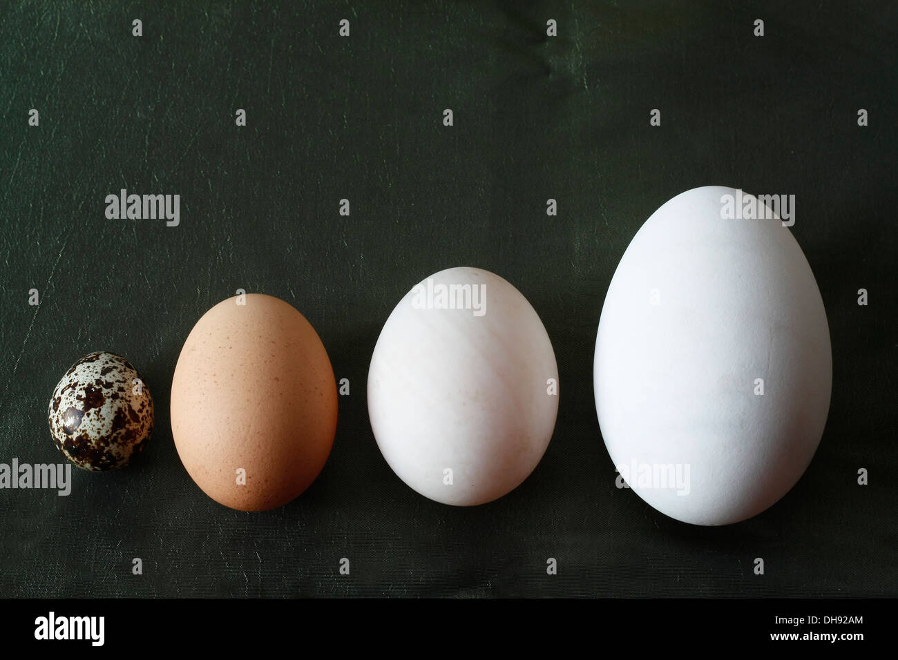 Gans, Ente, Wachtel und Henne Ei. Stockfoto