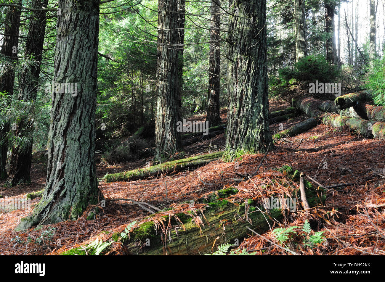 Coast Redwood Bäume Teil der Testversion Pflanzungen Forest Garden Walk Brechfa Wald Carmarthenshire Wales Cymru UK GB Stockfoto
