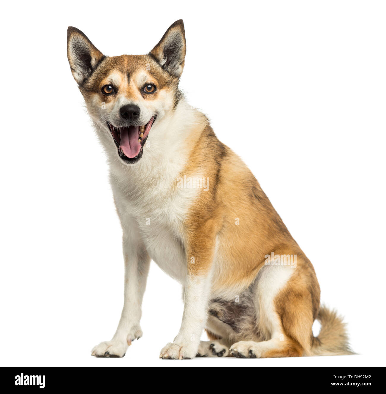 Norwegischer Lundehund keuchend, sitzen vor weißem Hintergrund Stockfoto