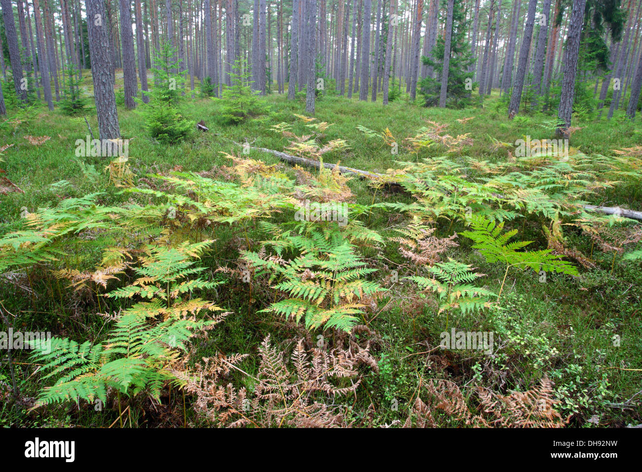 Farne im Pinienwald, Hiiumaa Insel, Halbinsel Kõpu, Estland, Europa Stockfoto