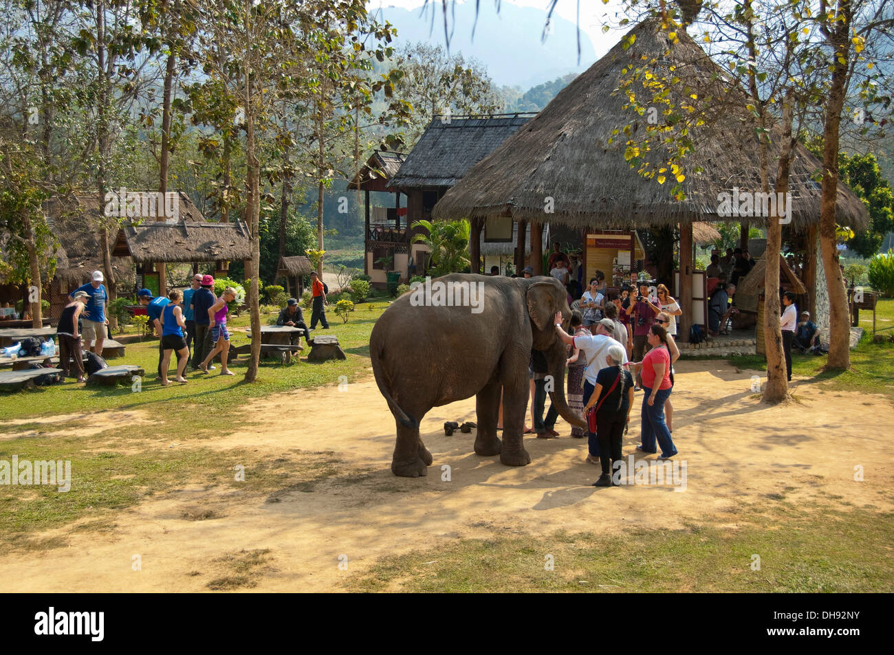 Horizontale Nahaufnahme von westlichen Touristen ein Elefant Sanctuary in Laos. Stockfoto