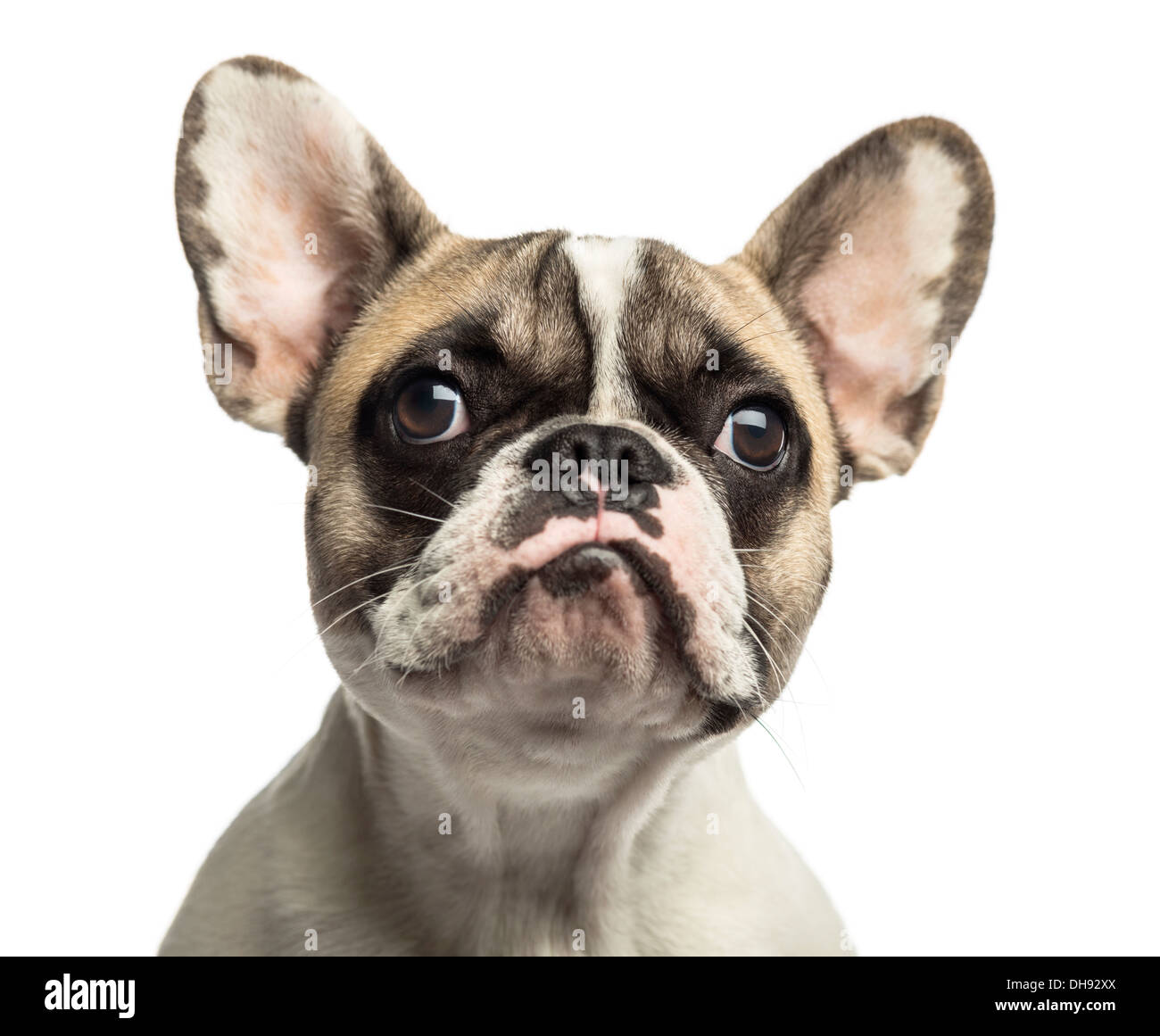 Nahaufnahme von eine französische Bulldogge vor weißem Hintergrund Stockfoto