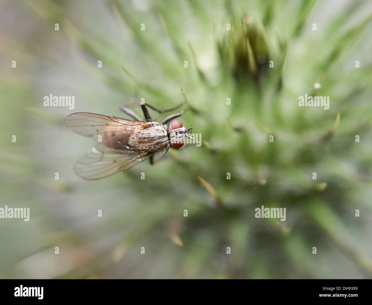 Gemeinsamen Haus fliegen auf Distel Kopf sitzen. Stockfoto